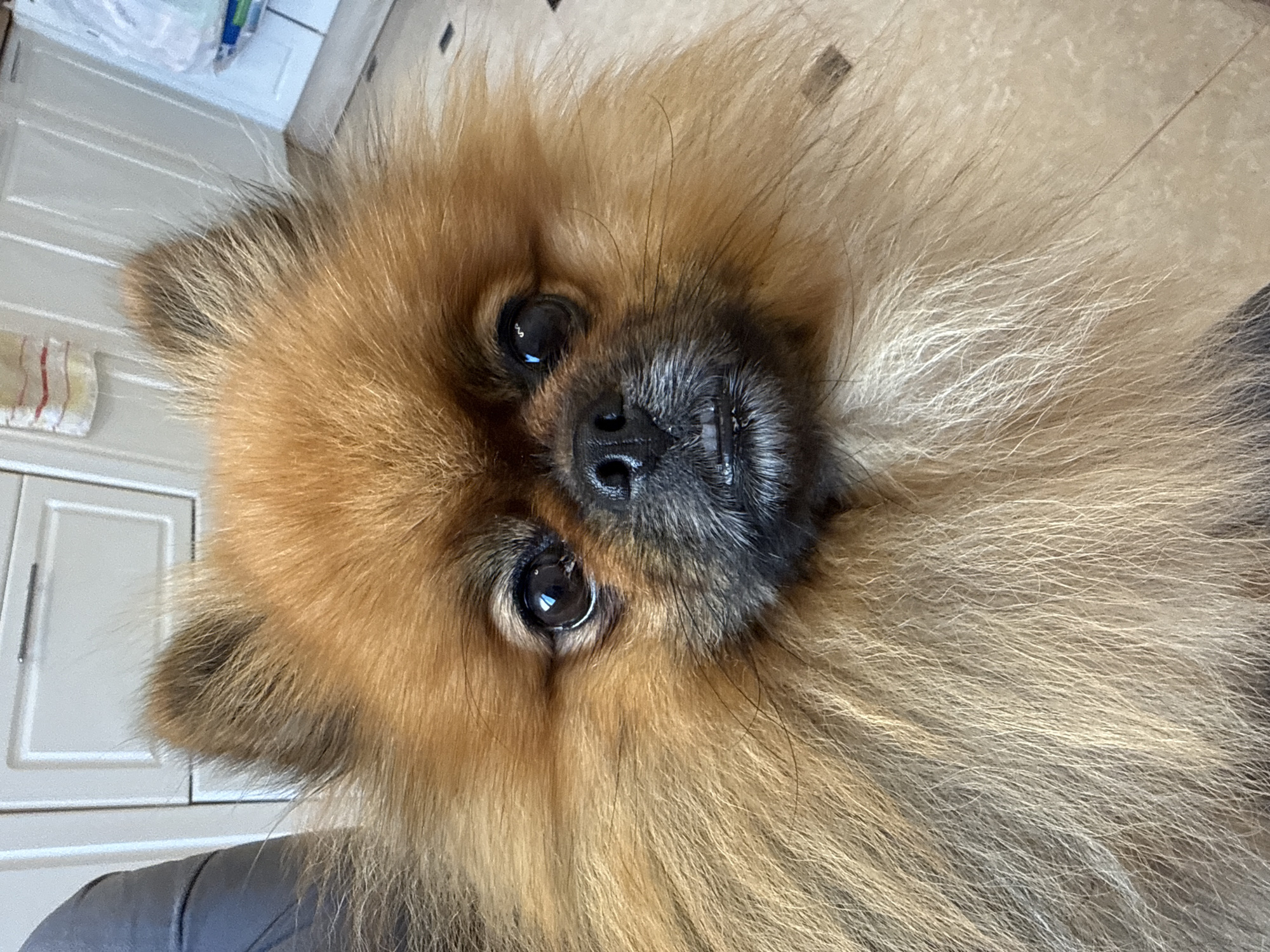 Dog and person portraits, up close in Shushary