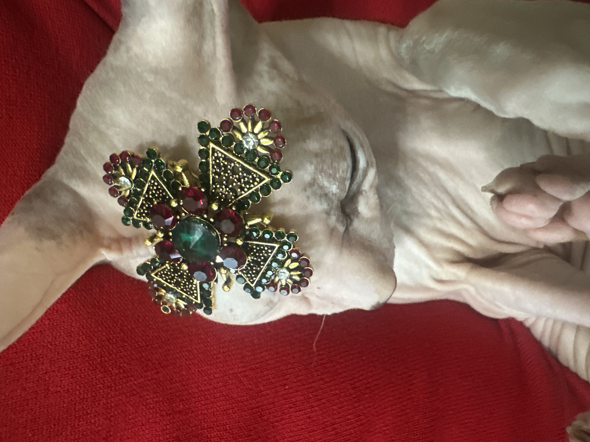 Bejeweled Sphynx cat lounges royally on red fabric in Togliatti