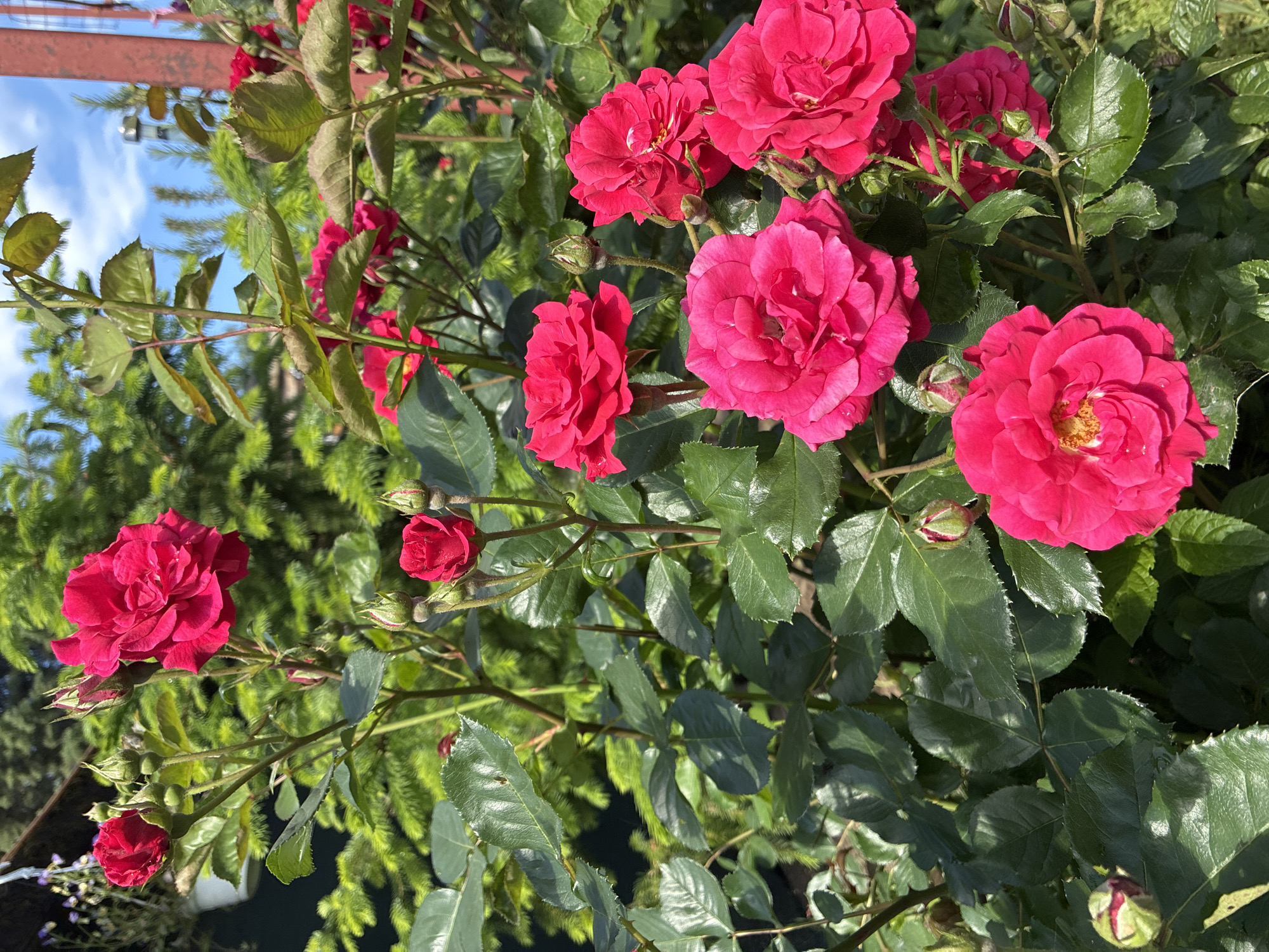 Morning domestic life captured in Varna: baby, dogs, garden flowers