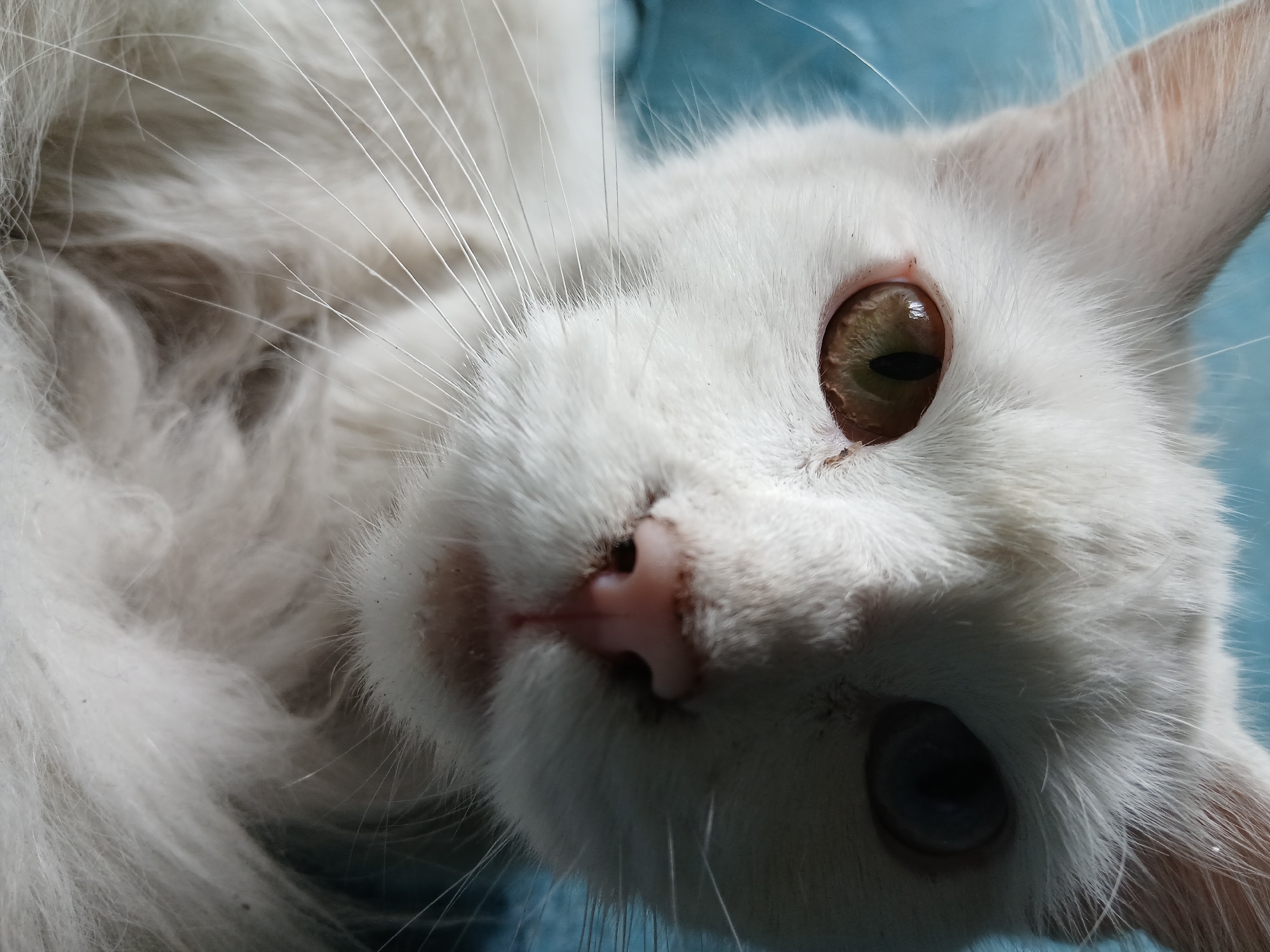White cat with different colored eyes photographed resting