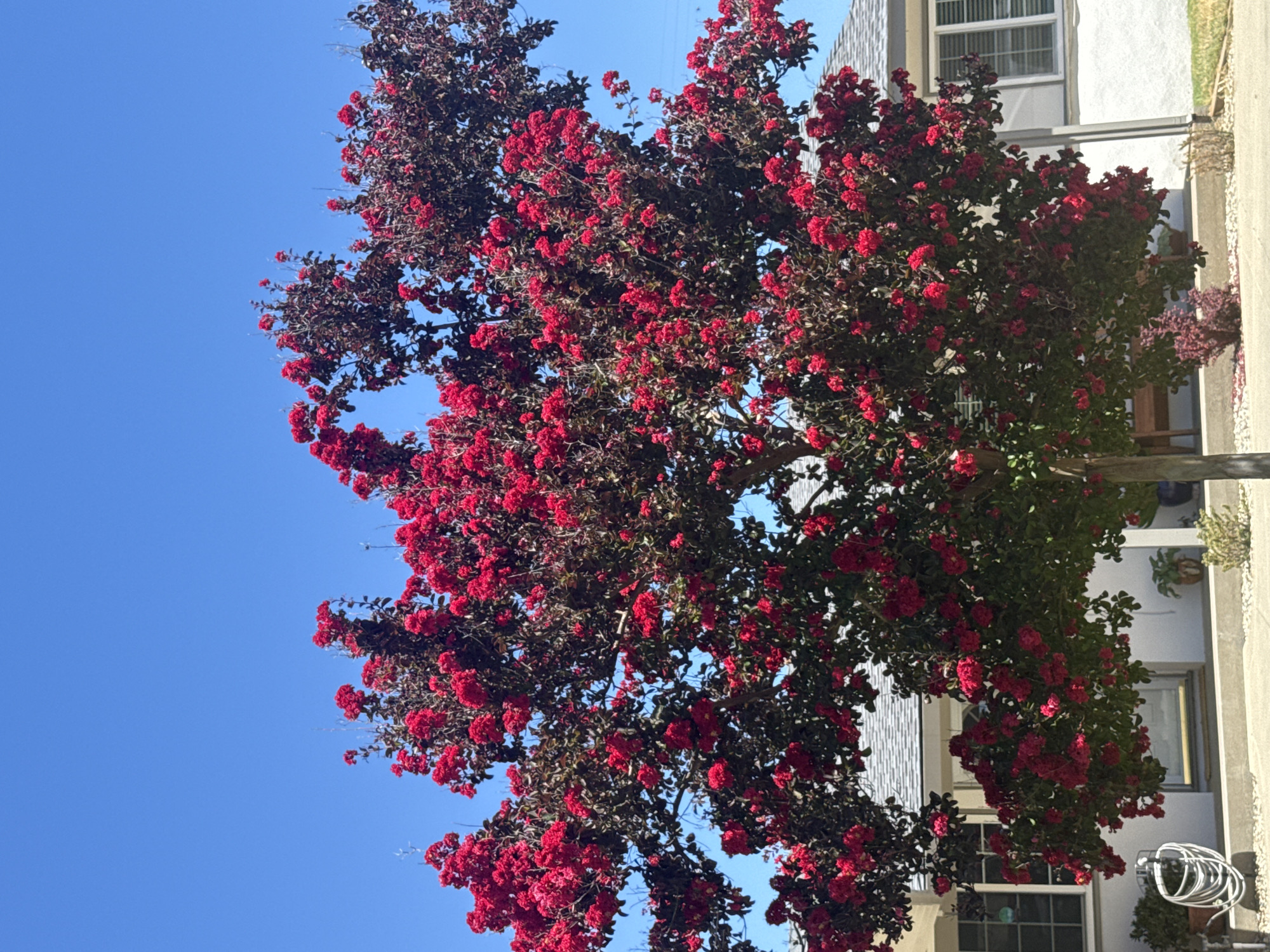 Red crape myrtle in full bloom on a Citrus Heights street