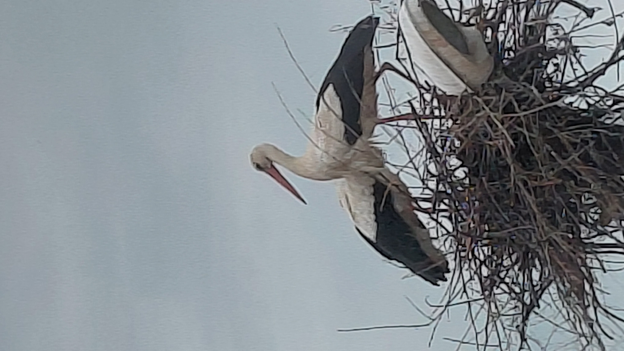 Storks observed at nest during morning hours