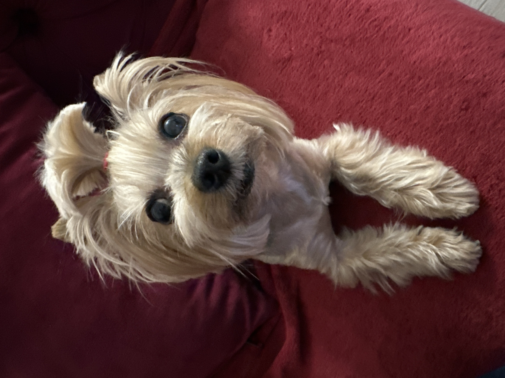 Yorkshire Terrier relaxes on red cushions in Sofia home