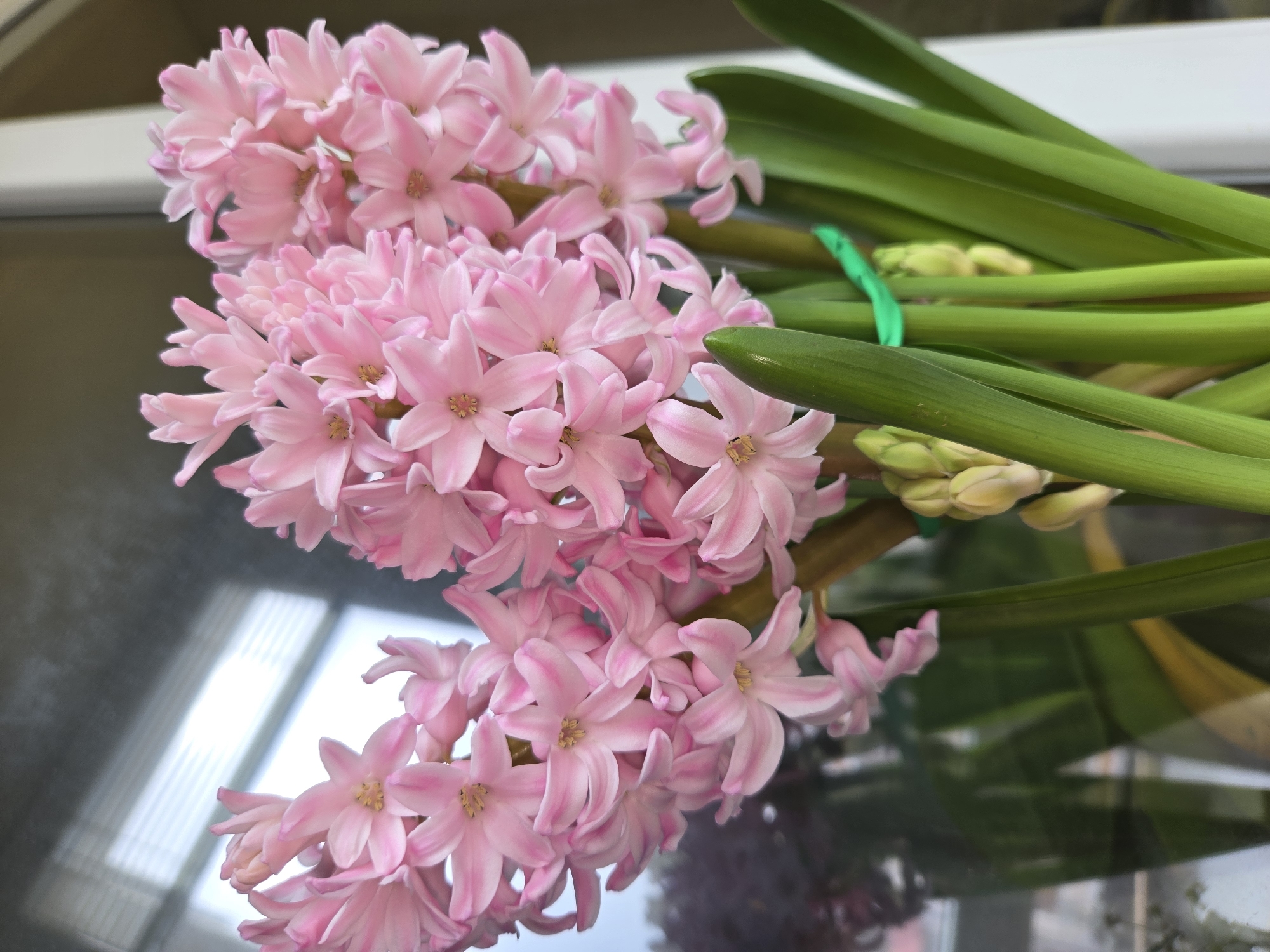 Pink hyacinth bouquet observed on reflective surface in Sofia