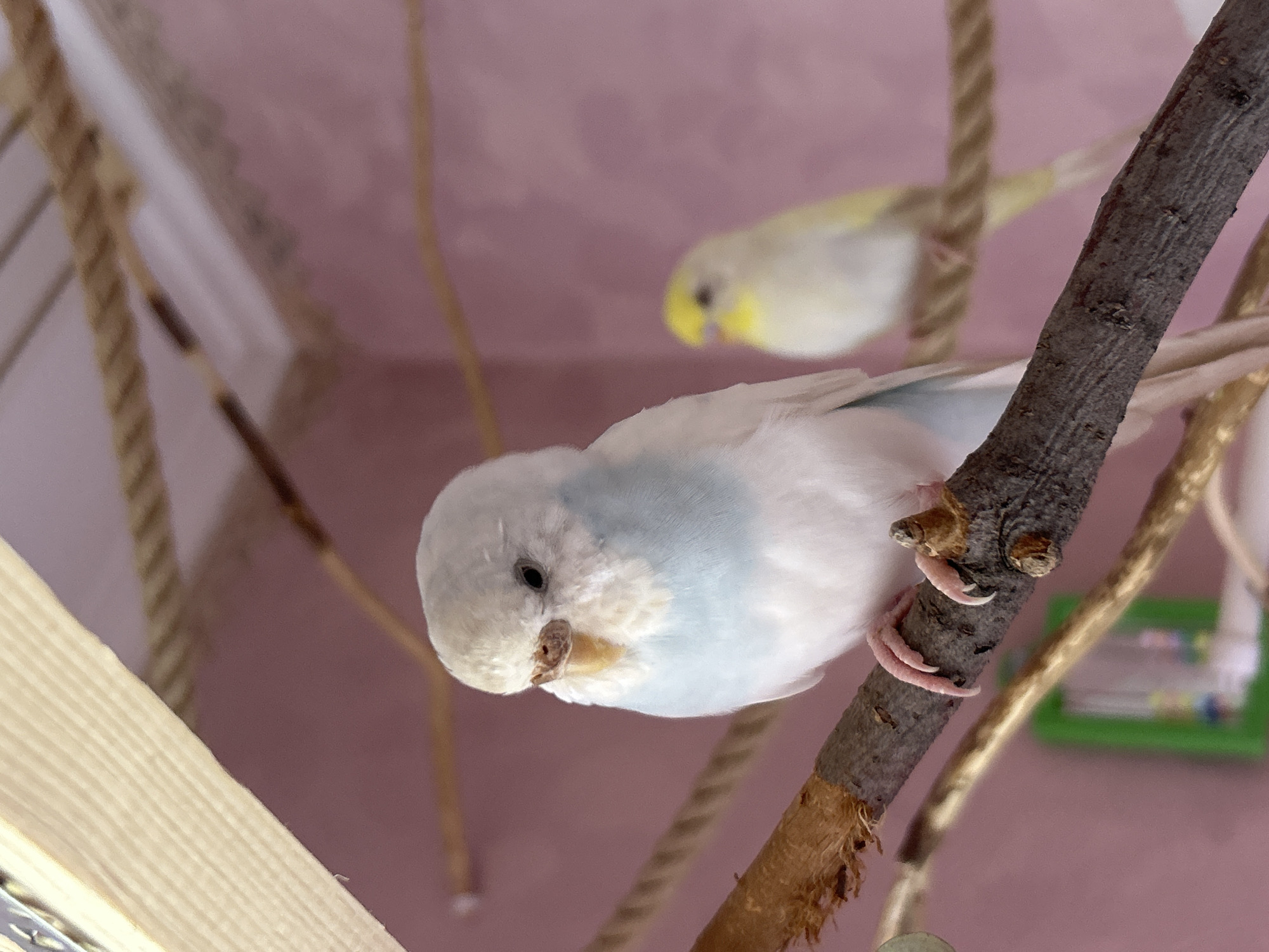 Budgies and a black cat at home in Tolyatti