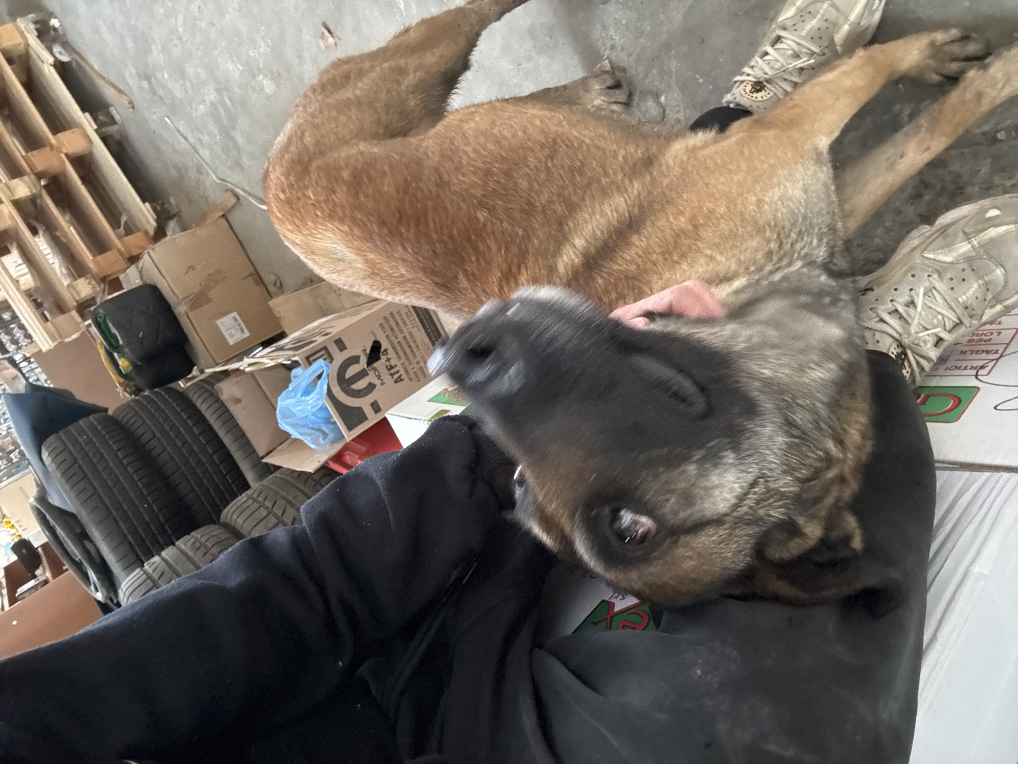 Dog rests on boxes in Bulgarian warehouse