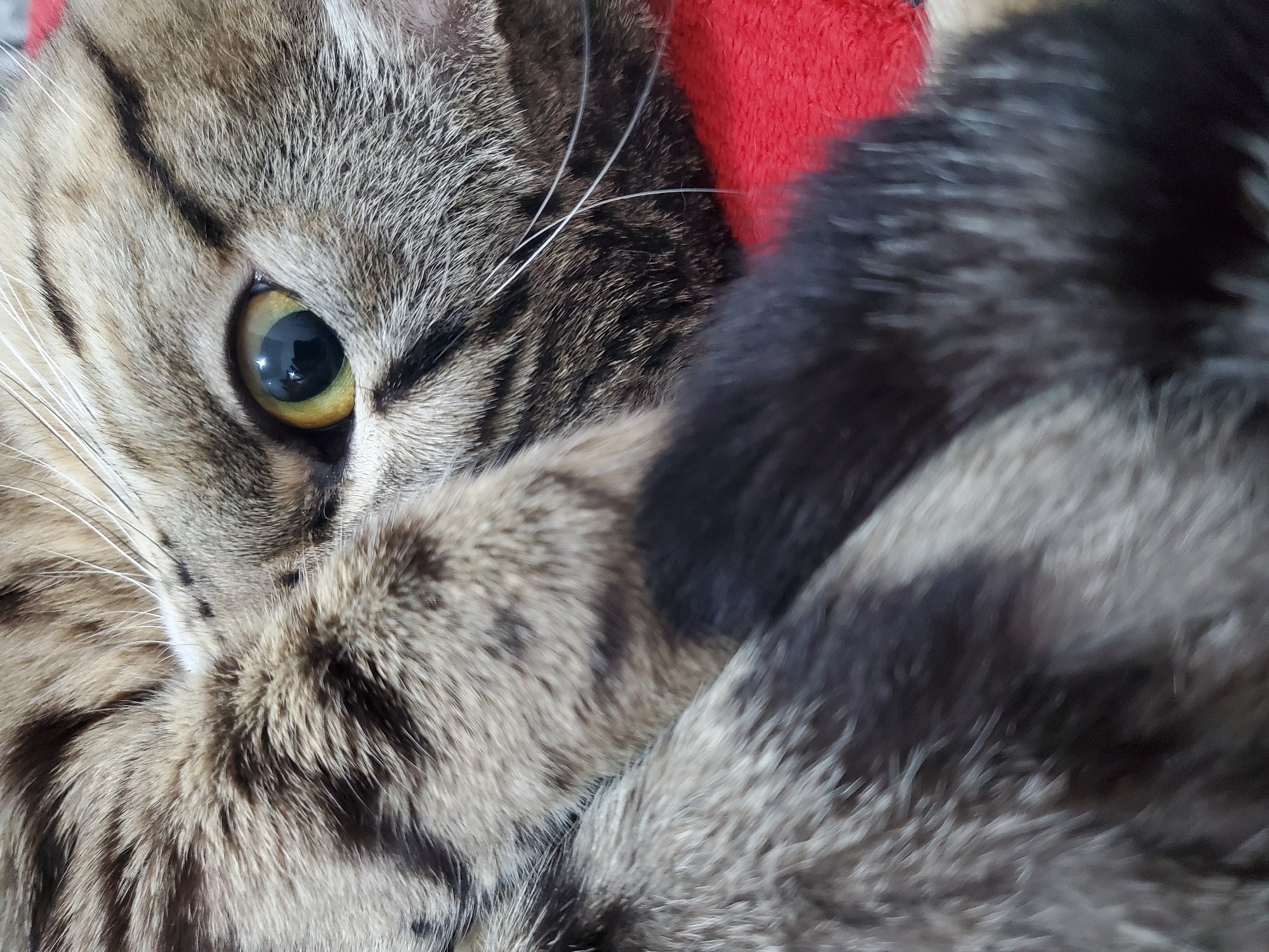 Tabby cat photographed in close-up in Curitiba, Brazil