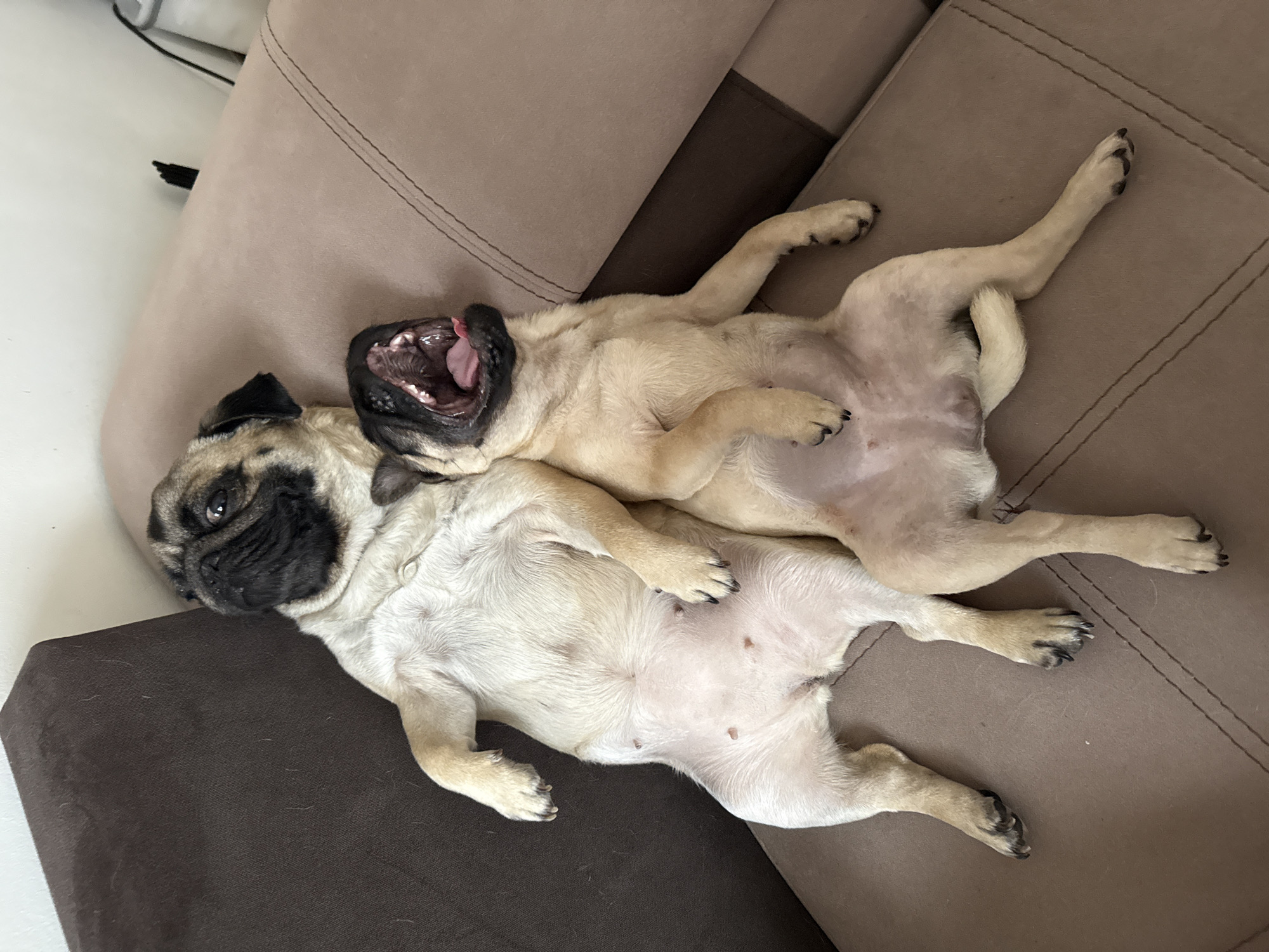 Pug dogs rest together on furniture in domestic setting