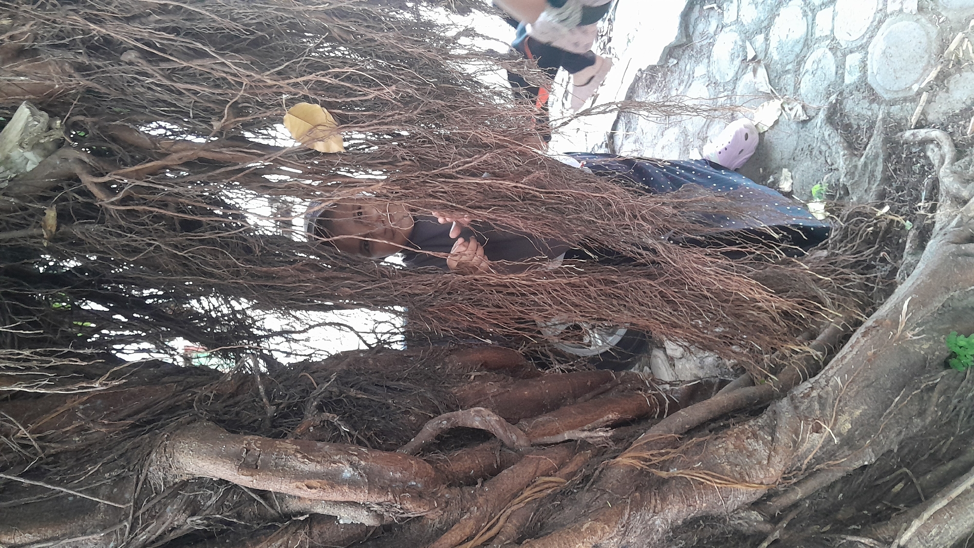 Child peeks through banyan tree roots in Lhokseumawe