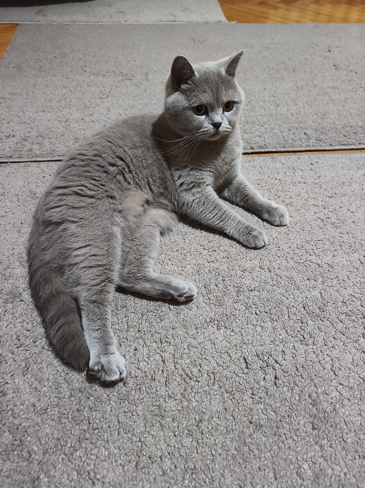 Grey cat rests on rug in Ternopil home