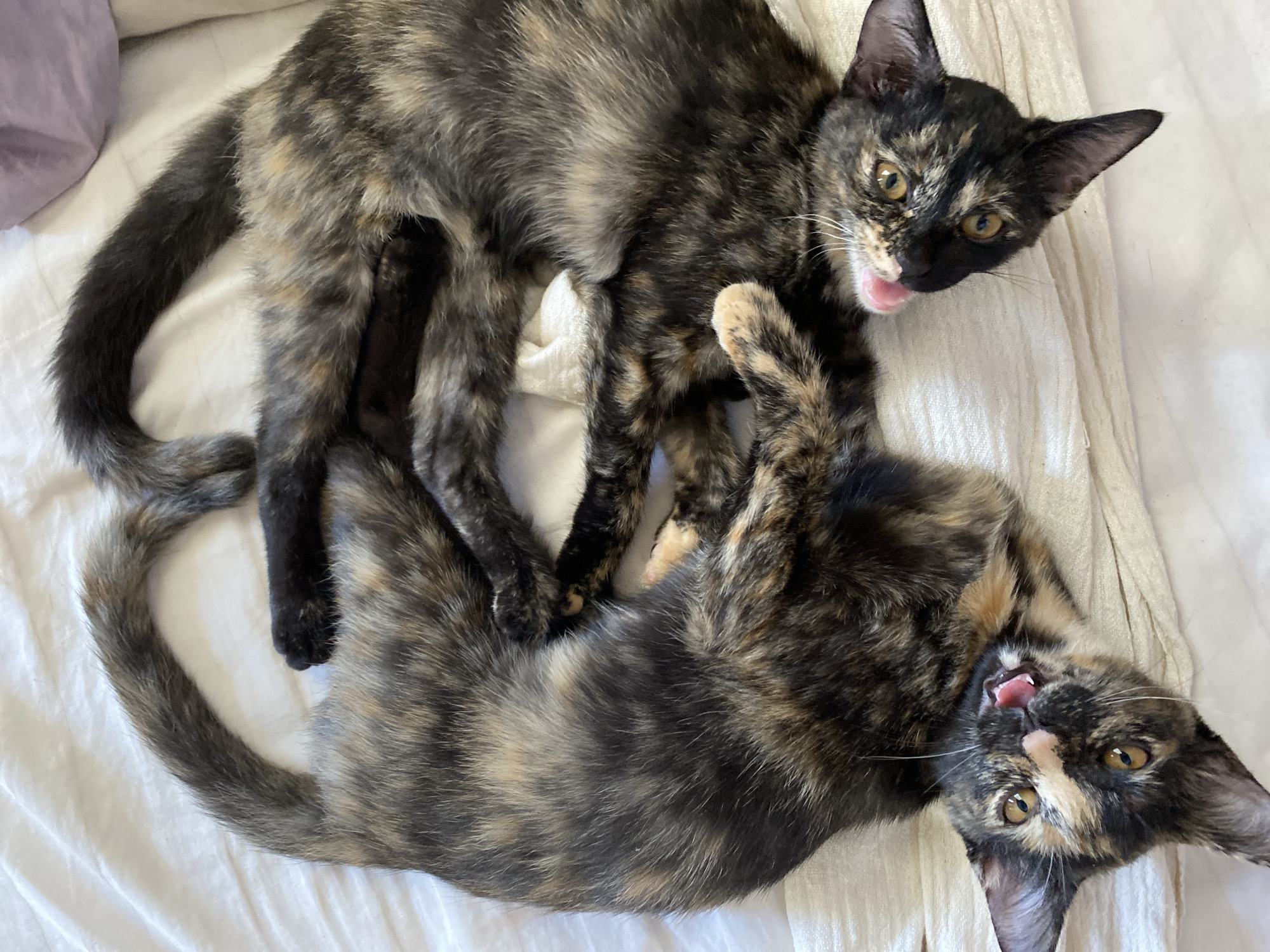 Morning moments: Person and tortoiseshell kittens share bedroom time