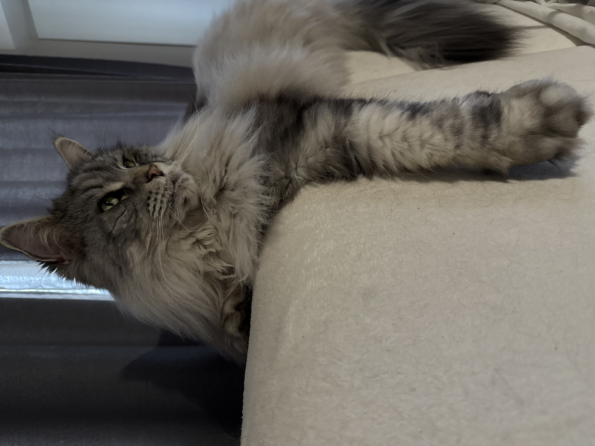 Grey tabby cat lounges on furniture in Haskovo, Bulgaria