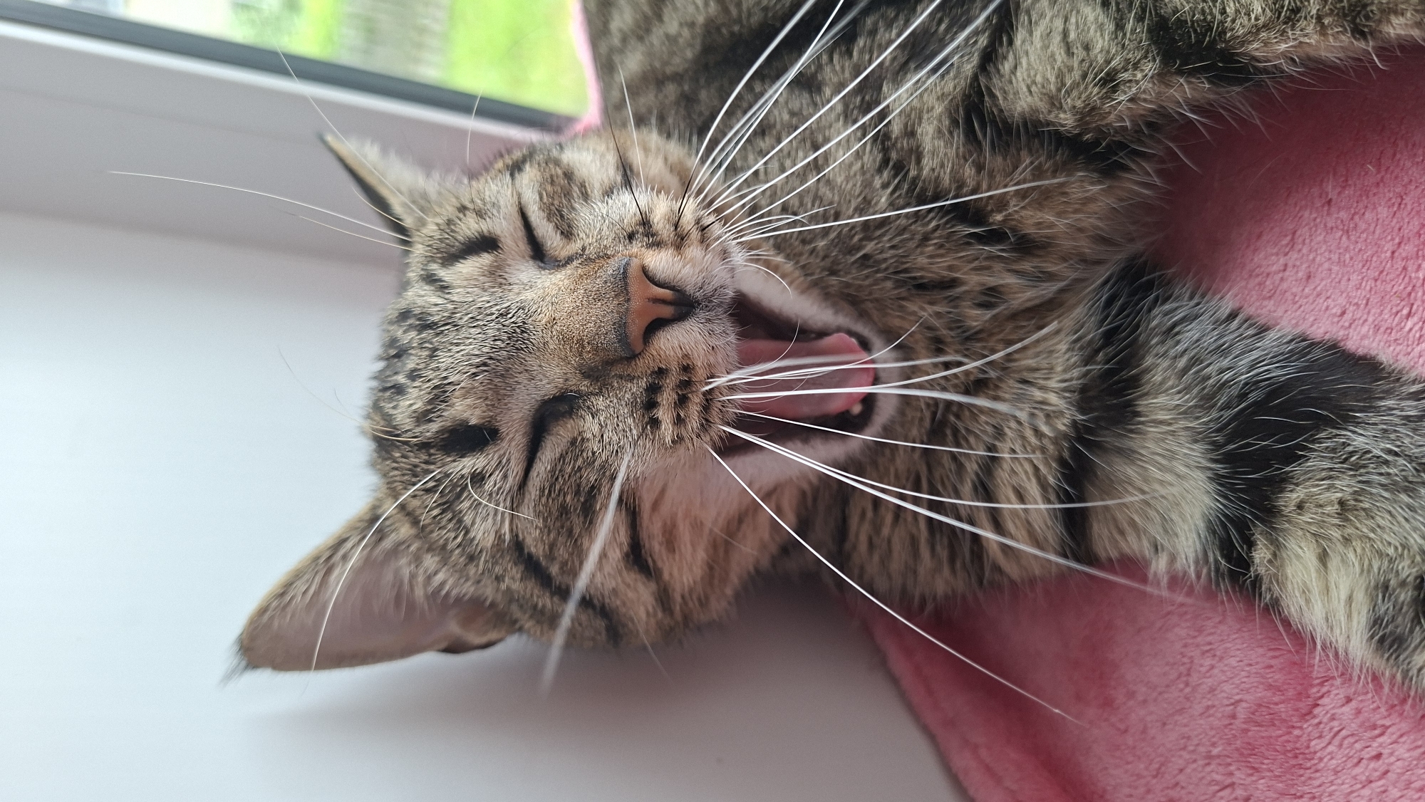 Pet owner documents afternoon cat nap session in Belarus