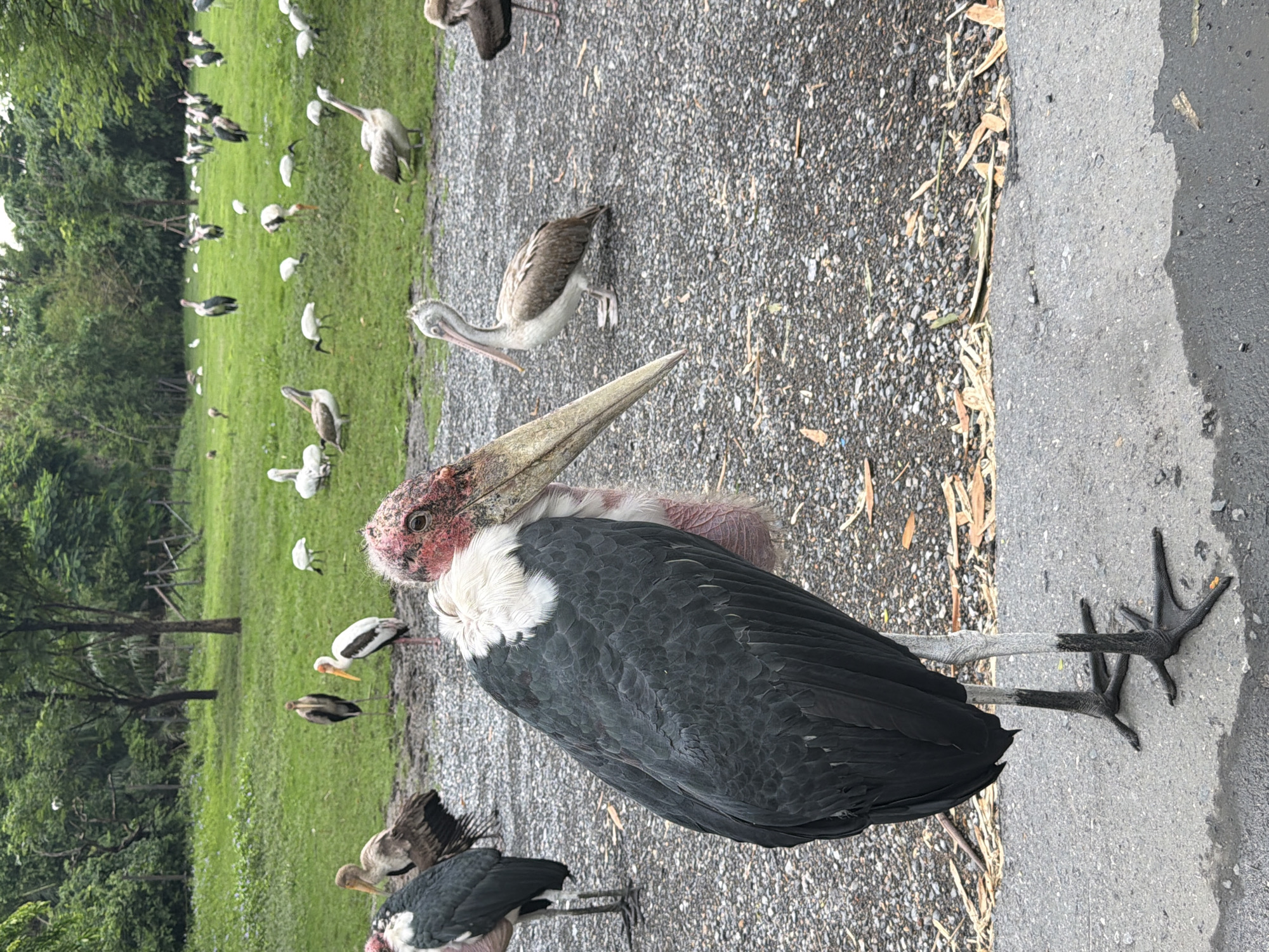 Marabou storks and pelicans congregate at Bangkok wildlife area