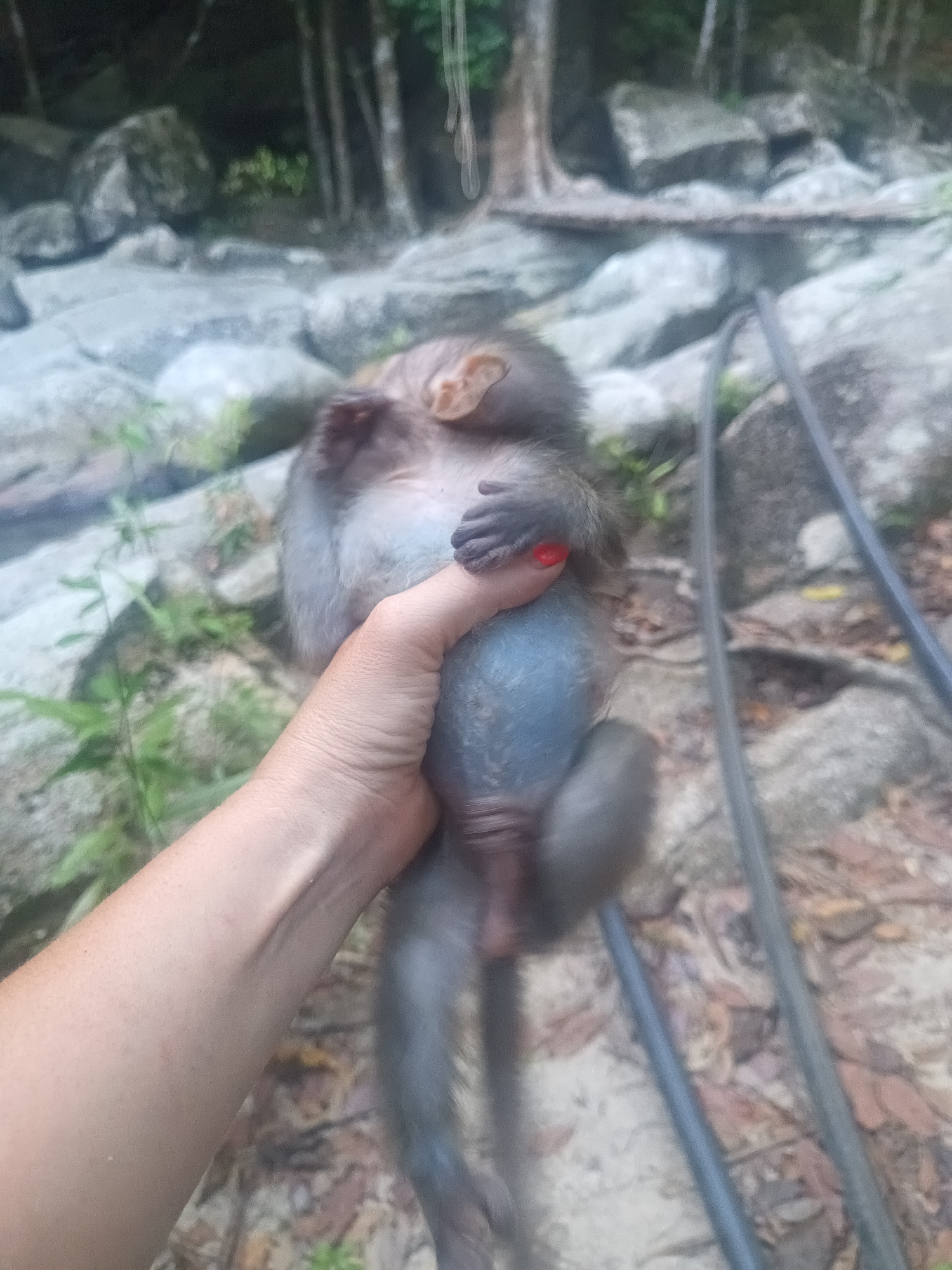 Human-primate encounters documented in forest setting over 15-minute span