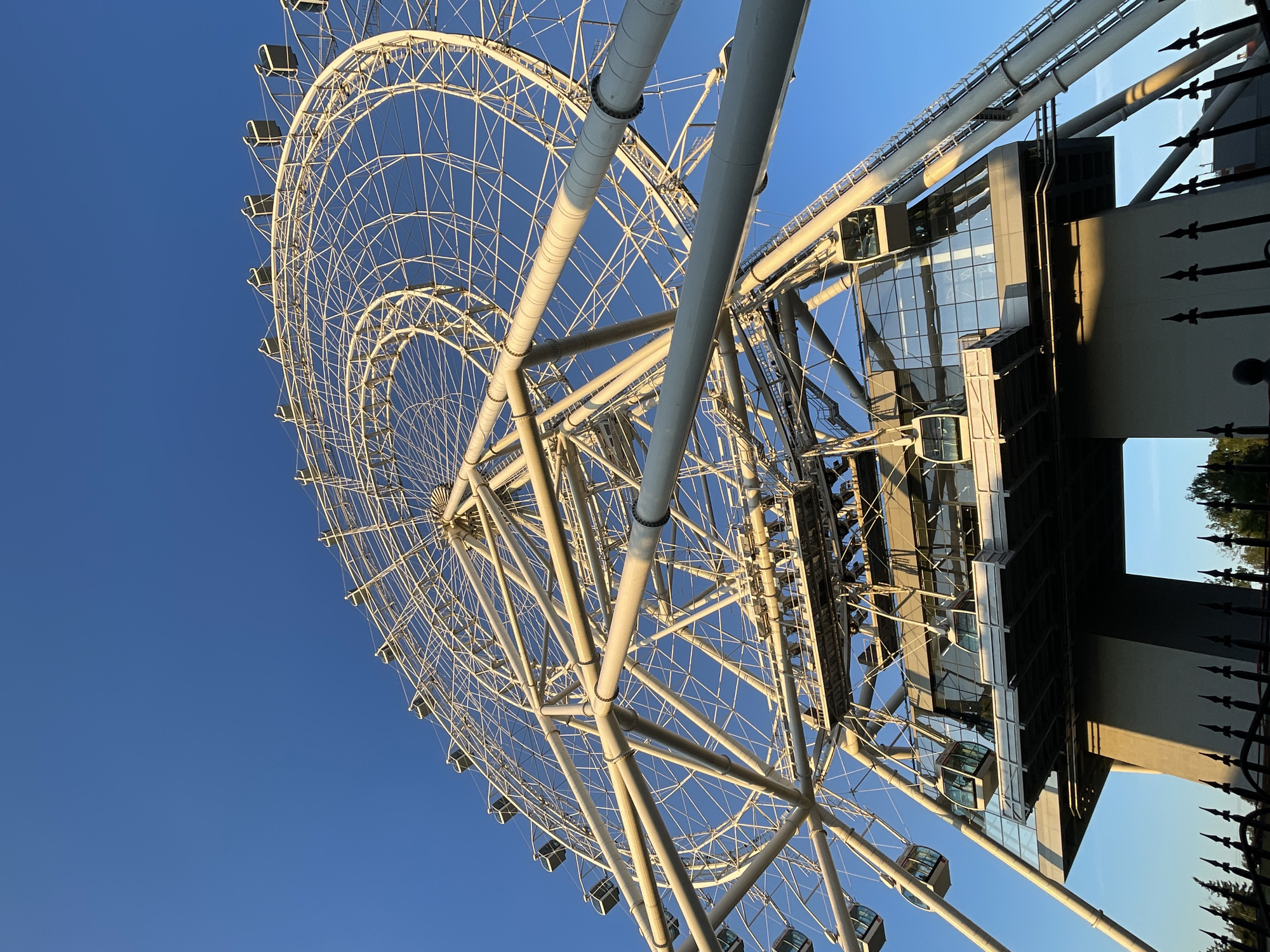 Large white Ferris wheel rising above park trees on a clear day
