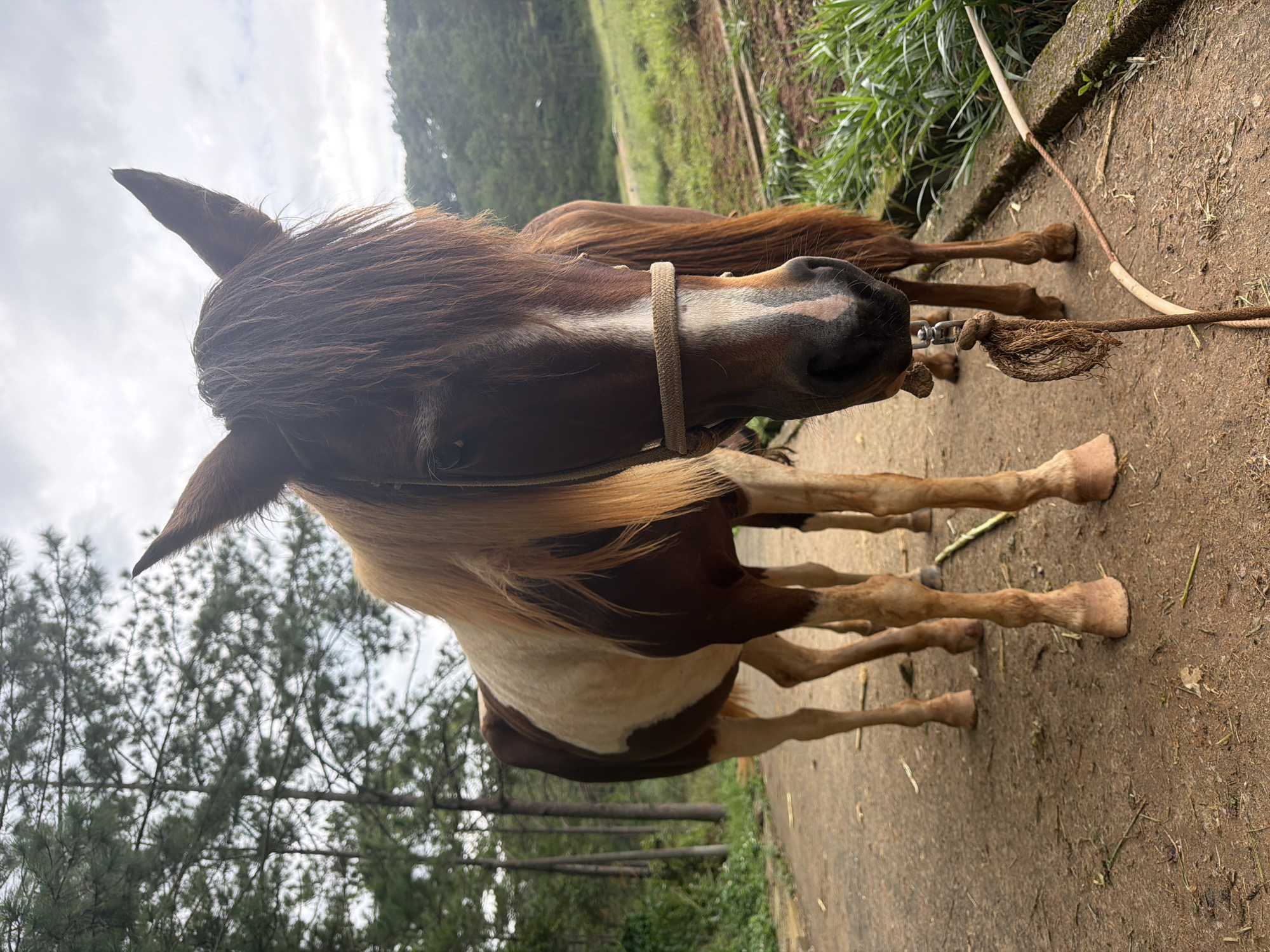 Horses on the paths of Da Lat's pine forests