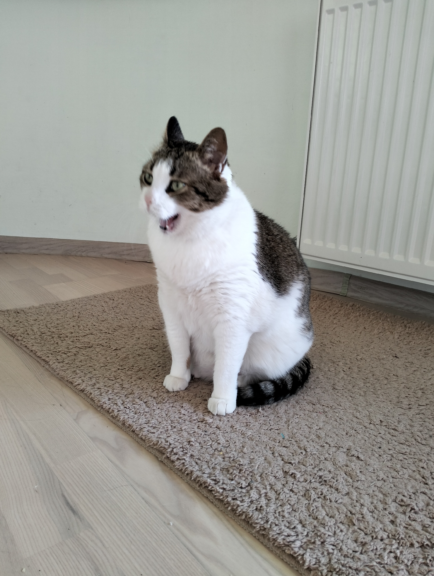 Domestic cat observed indoors in Krykhivtsi, Ukraine residence