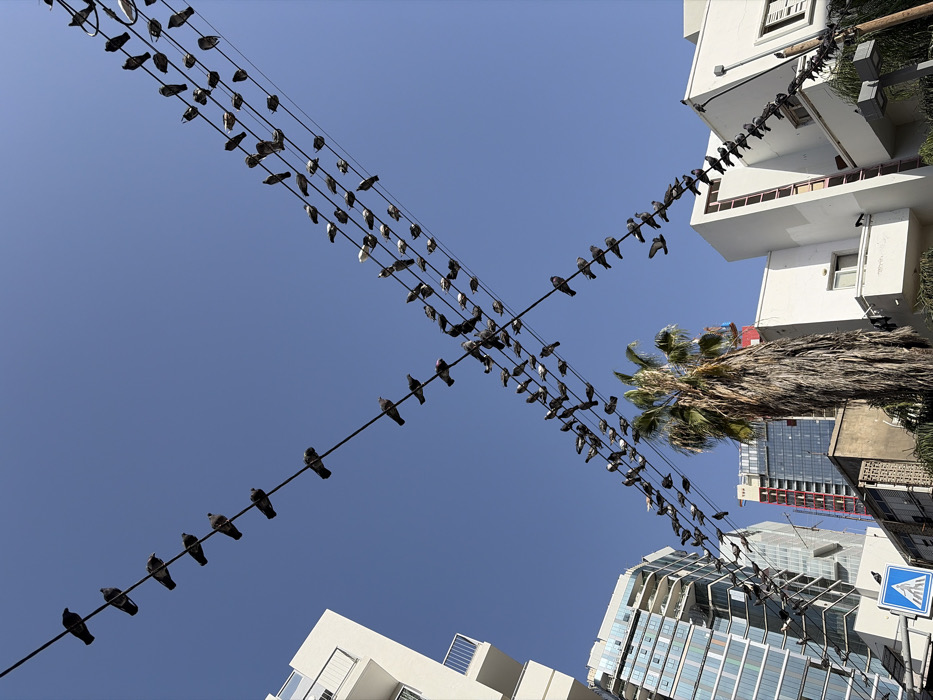 Pigeons gather on utility wires in Tel Aviv