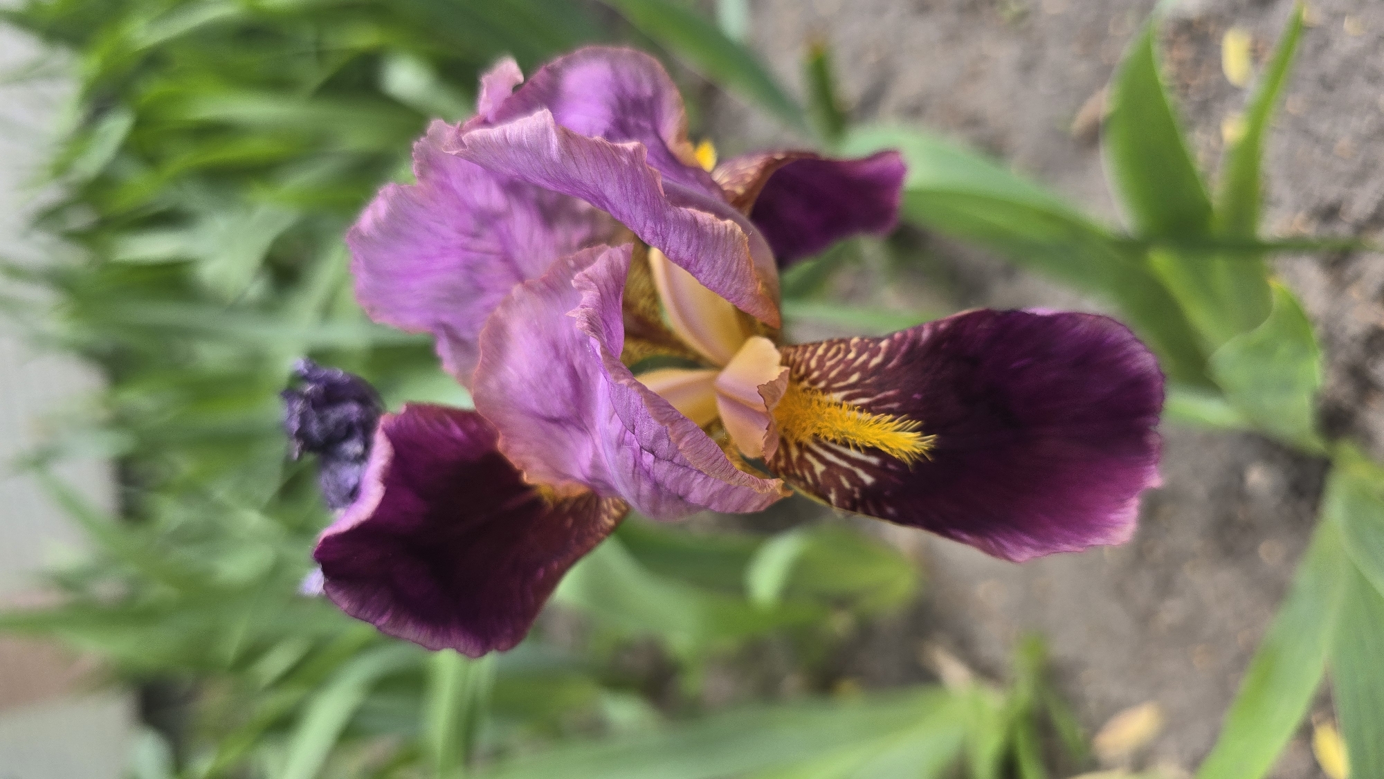 Morning nature walk documented in Kyiv gardens and urban spaces
