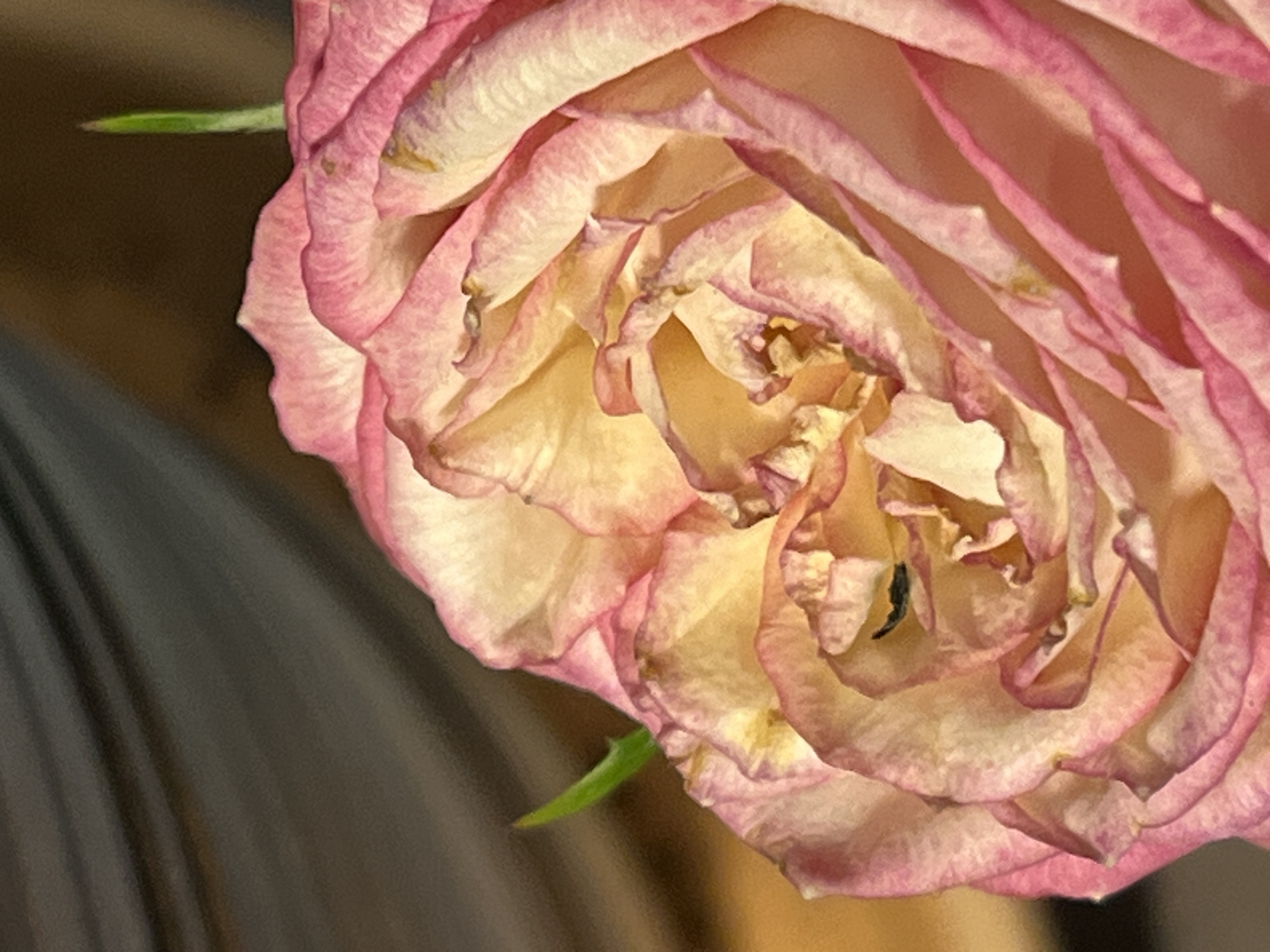Domestic scenes with wilting roses and household details documented