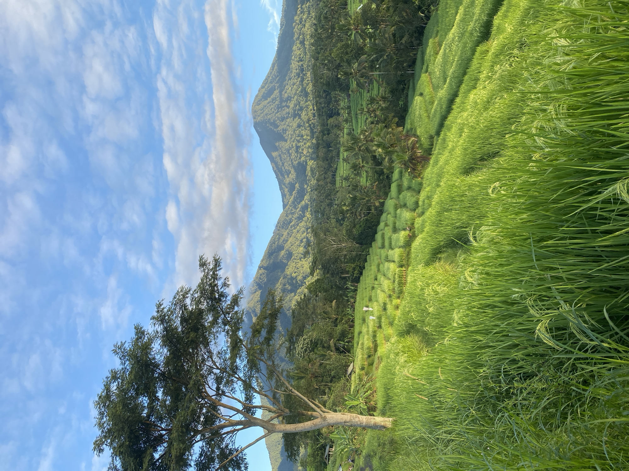 Rice terraces documented during golden hour in Penebel, Indonesia