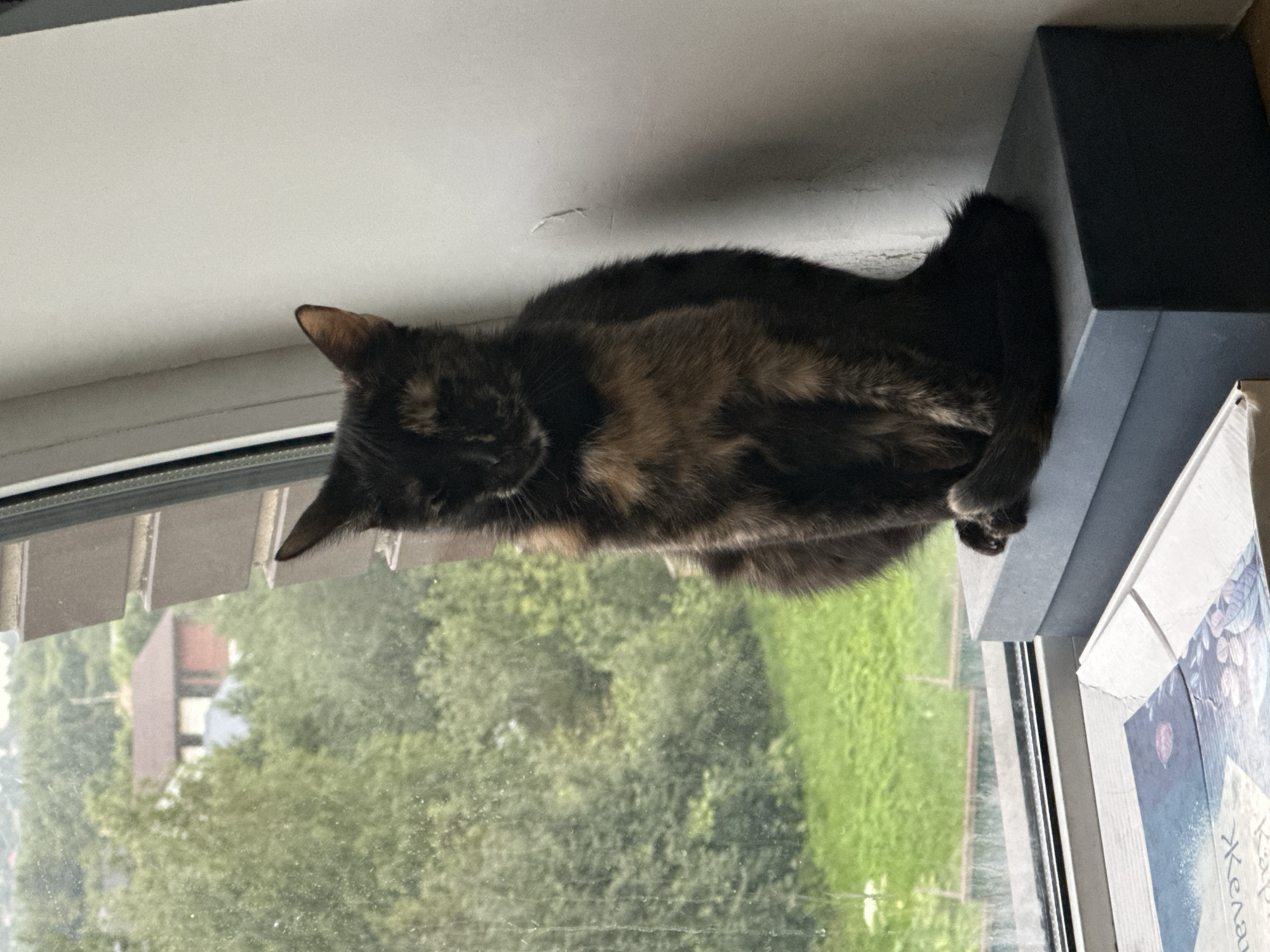 Tortoiseshell cat lounging by a window in Yoksolovo
