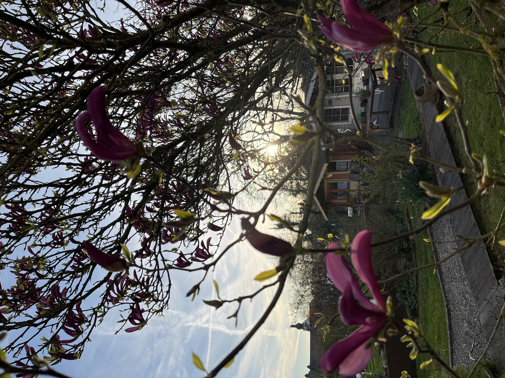 Purple magnolia buds bloom in Foetz, Luxembourg
