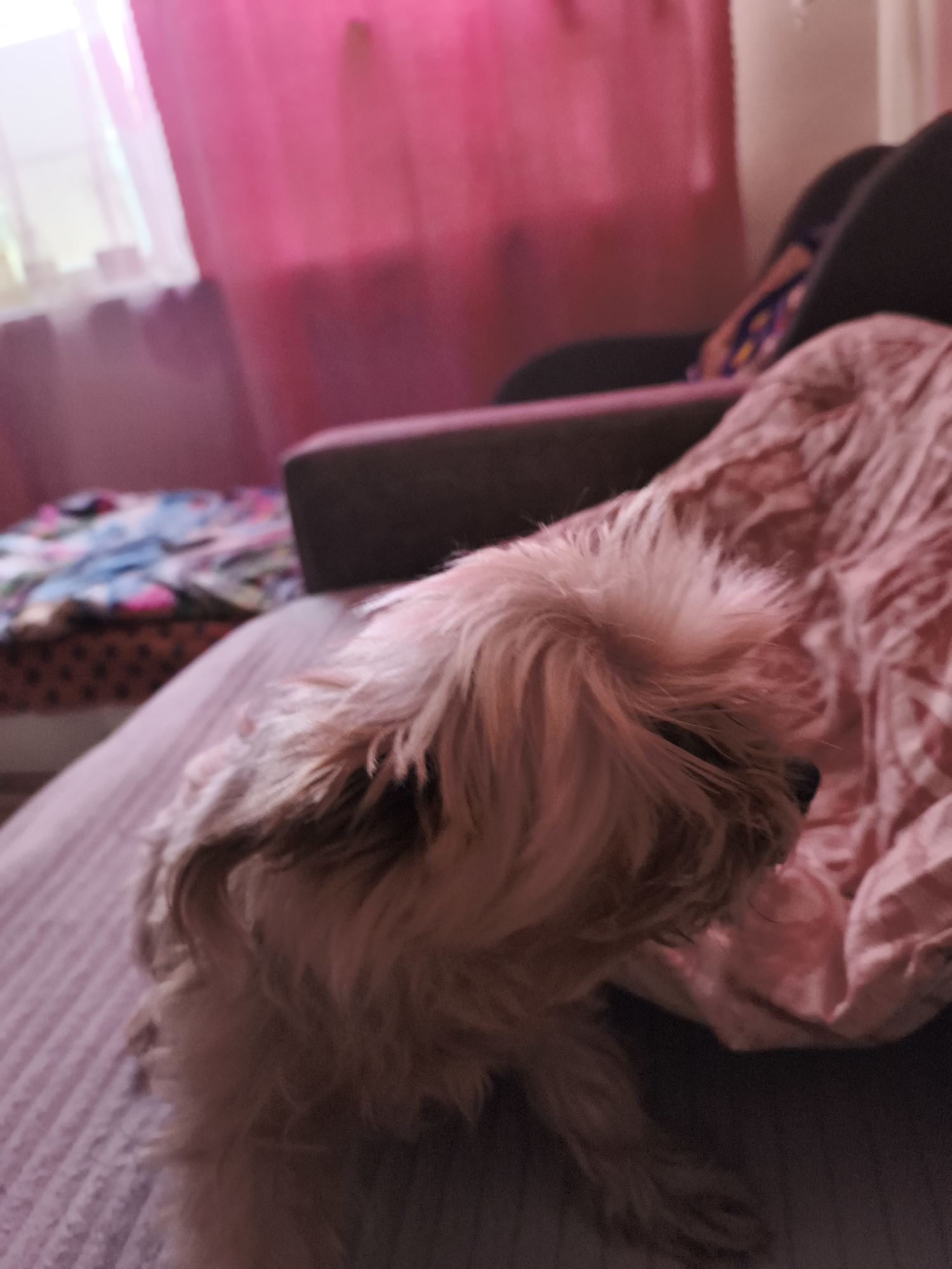 Home pets in Segezha: a resting dog and a planted aquarium