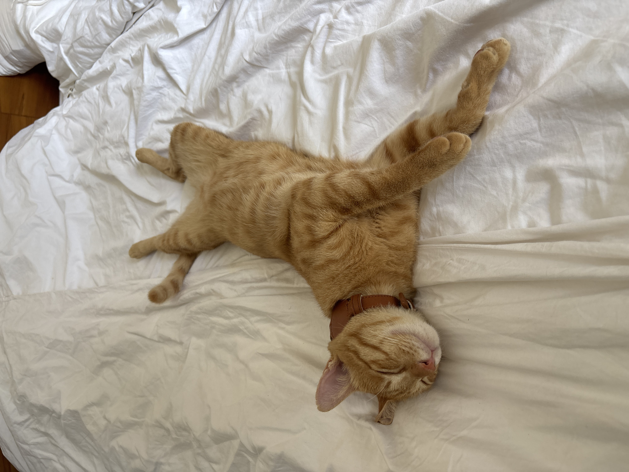 Orange tabby cat sleeps and grooms on bed in Mengwi