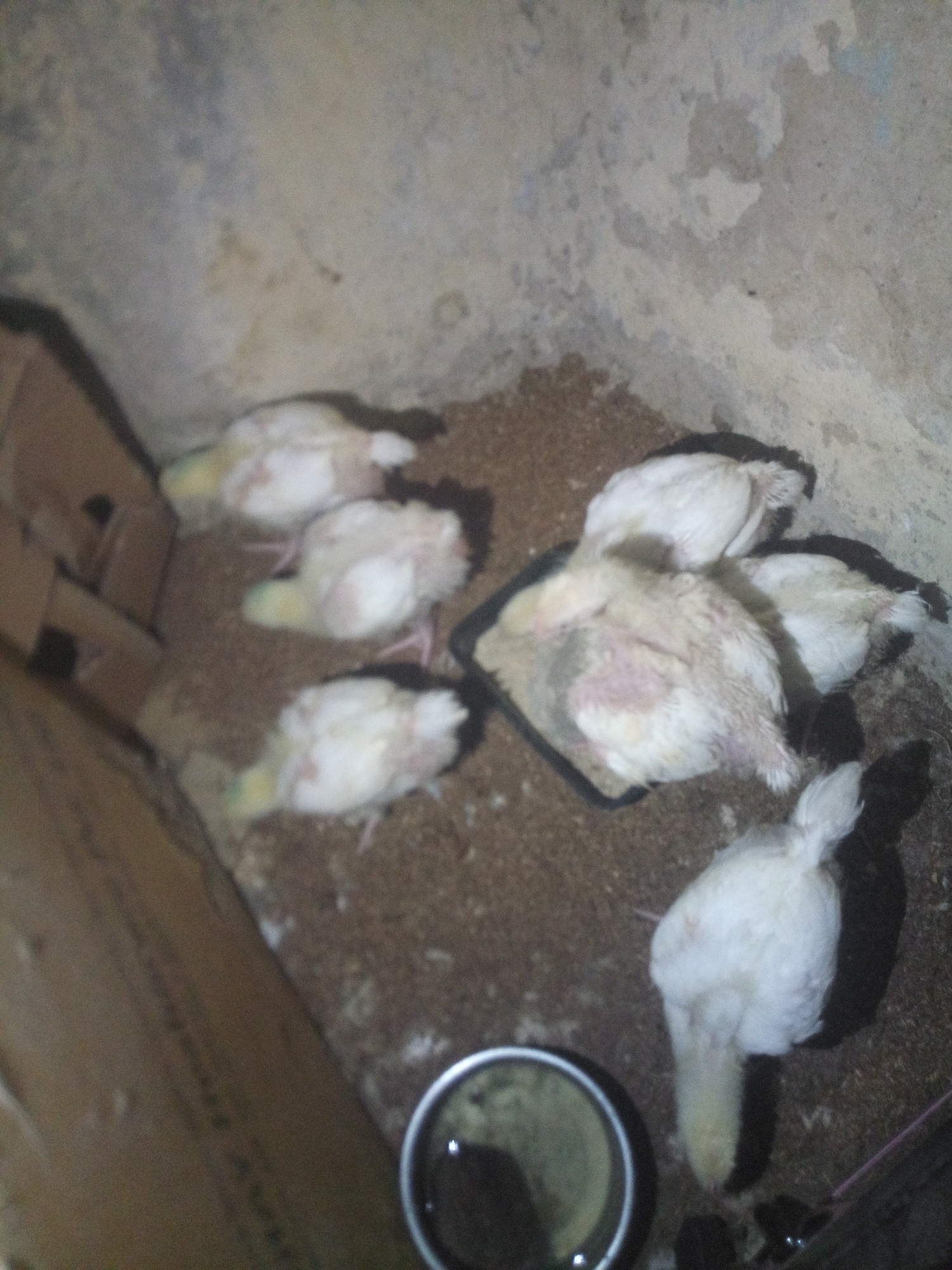 Young chicks gather around feeding dish in confined space