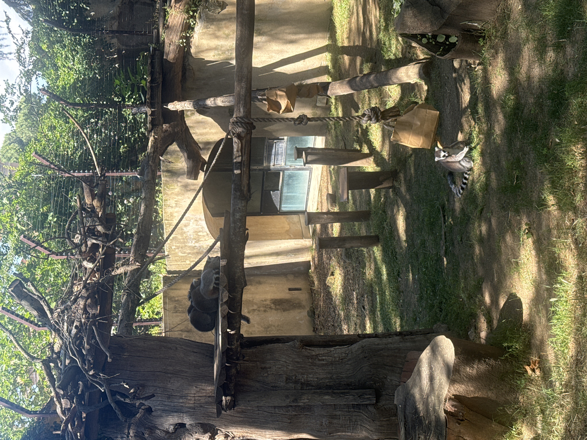 Zoo visitor observes lemurs, raccoon, and penguins in Rome
