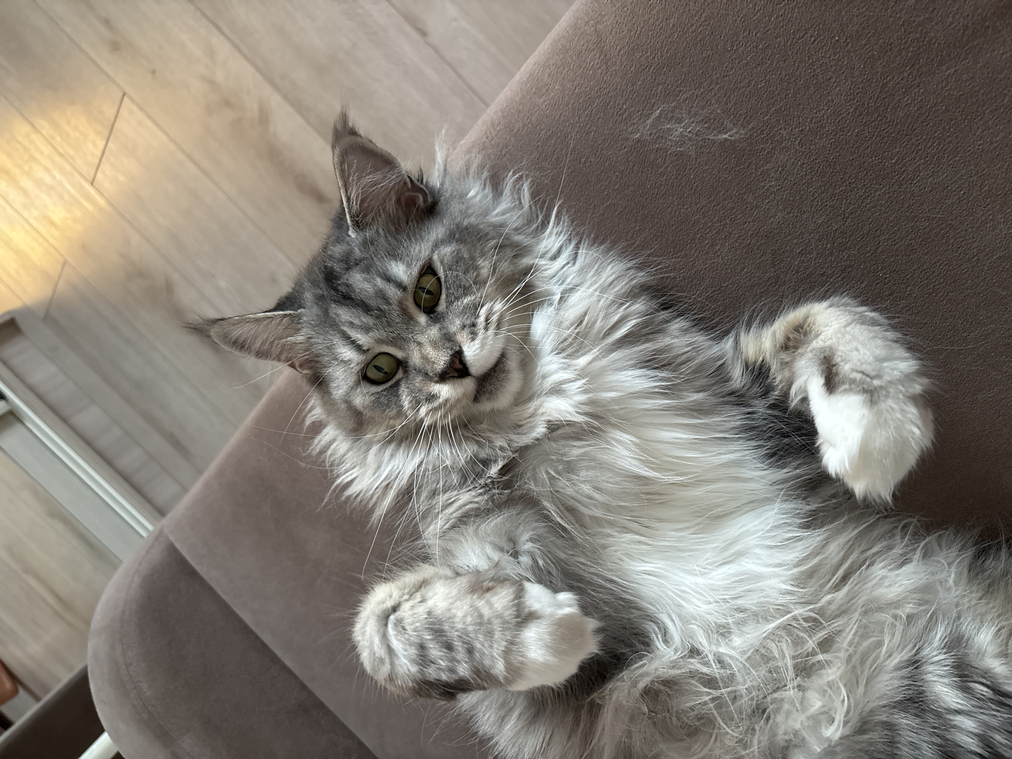 Maine Coon cat in full couch mode, Kazan