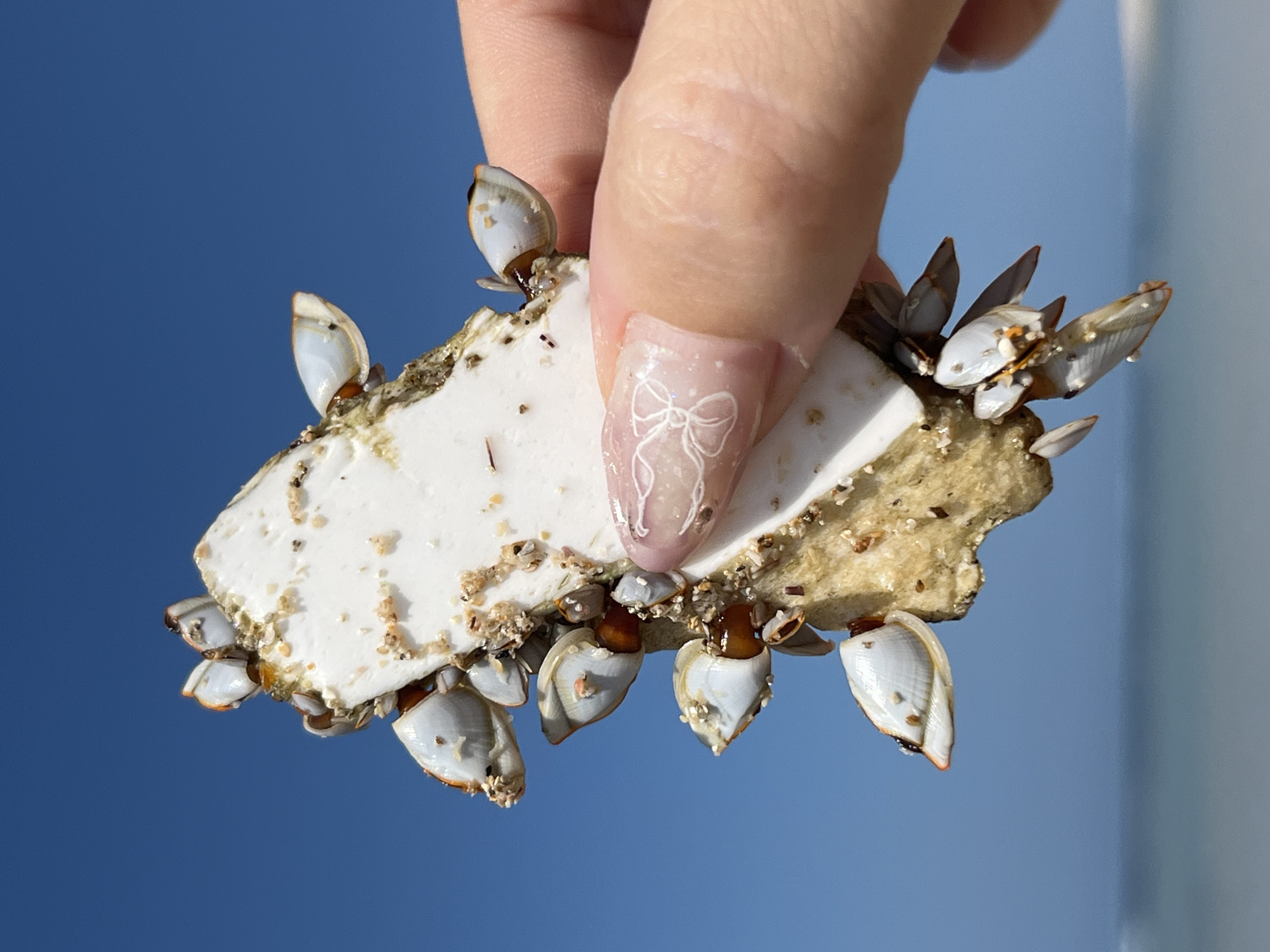 Barnacle-covered beach finds examined up close in Kuta Selatan