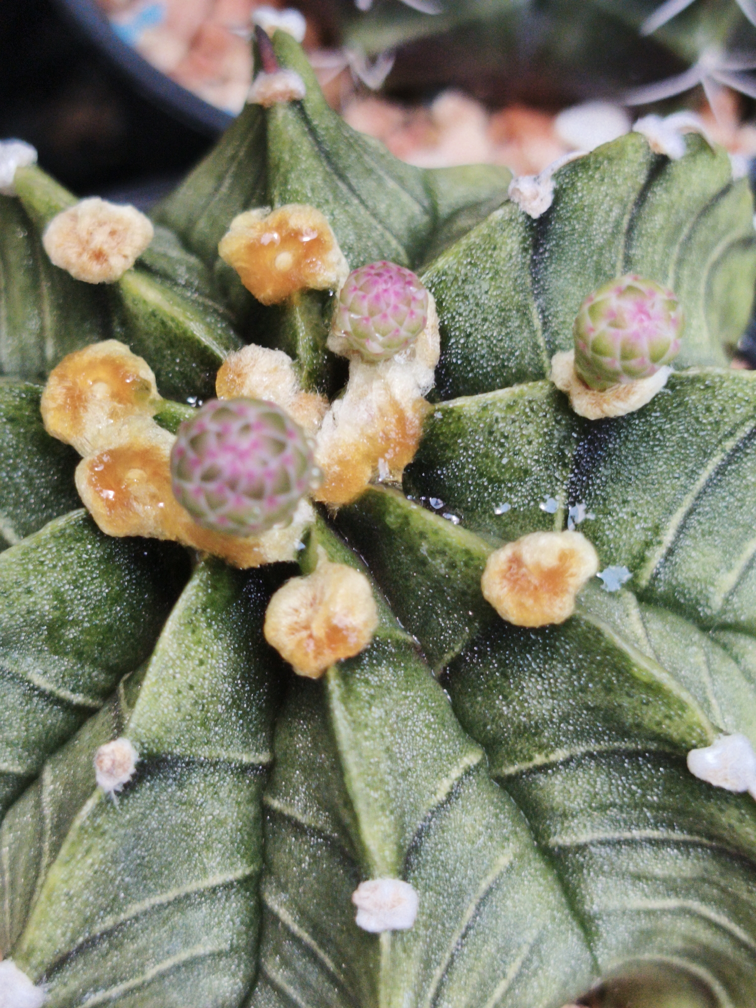 Early morning plant photography session captures blooming cacti in Bangkok