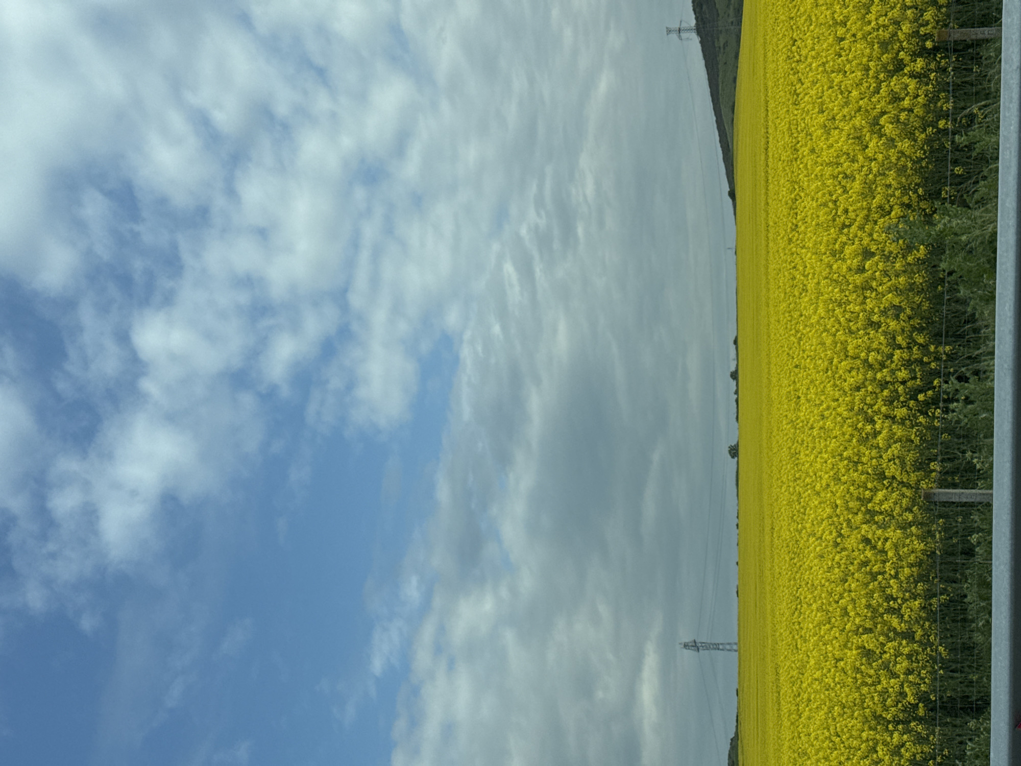 Rapeseed field blooms alongside highway in Bulgarovo, Bulgaria