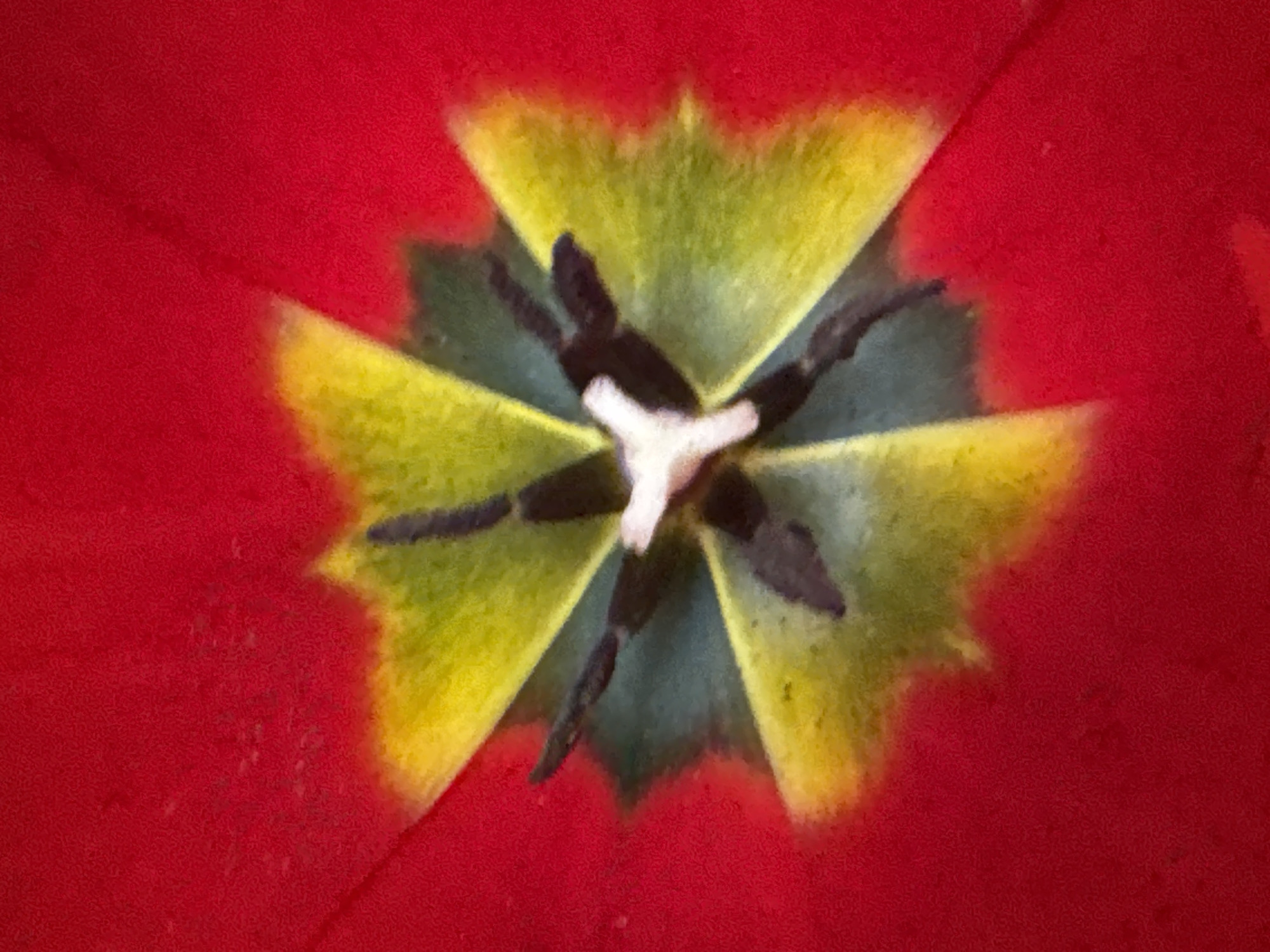Close-up tulip photography captured in Varna, Bulgaria