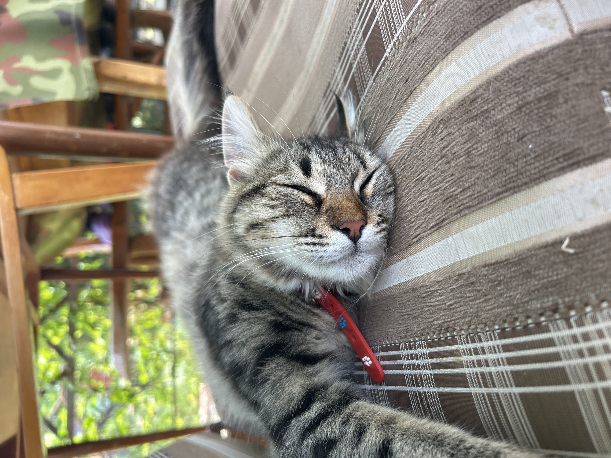 Quiet domestic life captured: sleeping pets, garden tending, casual moments