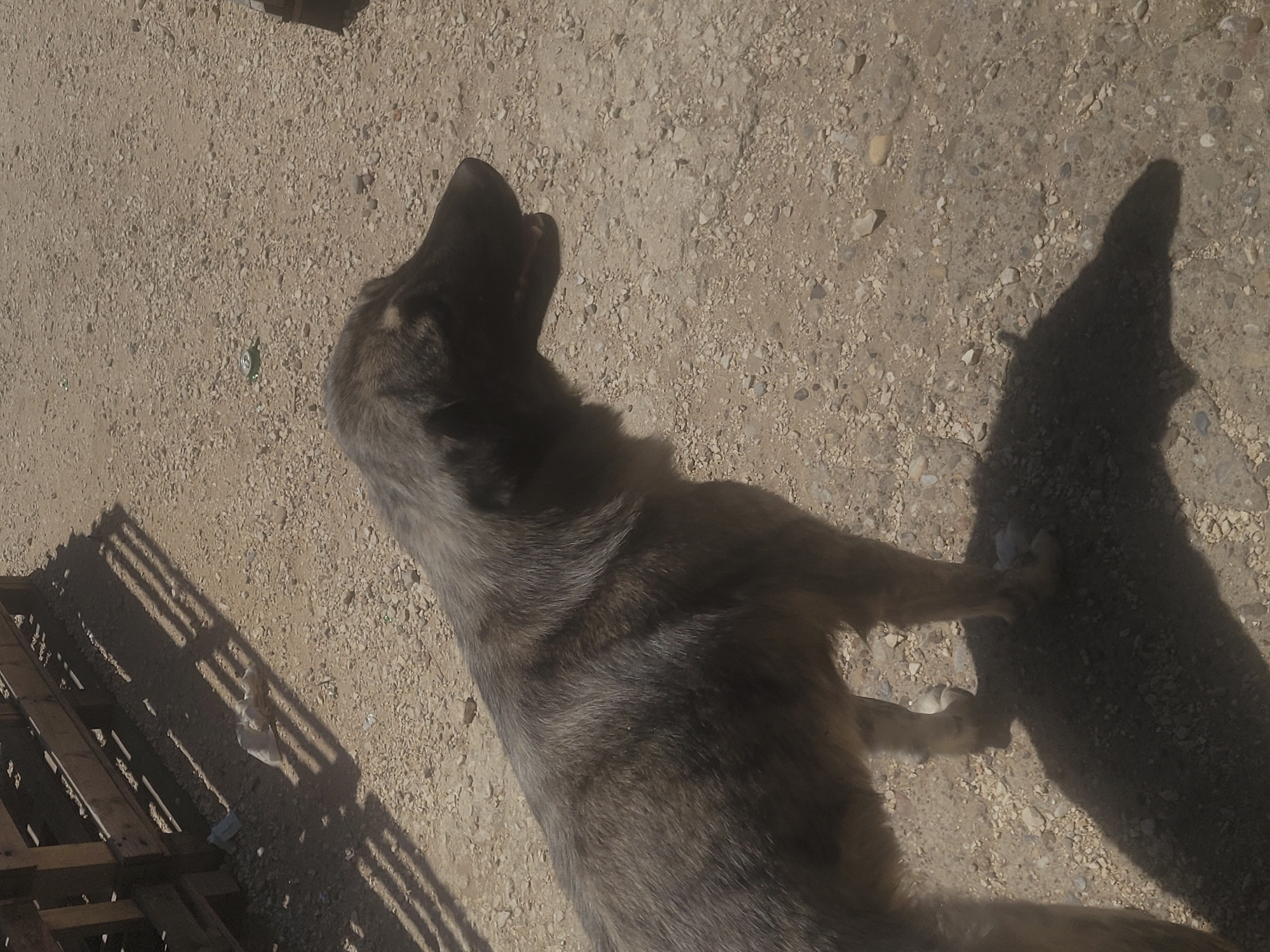 Grey dog and black cat spotted minutes apart