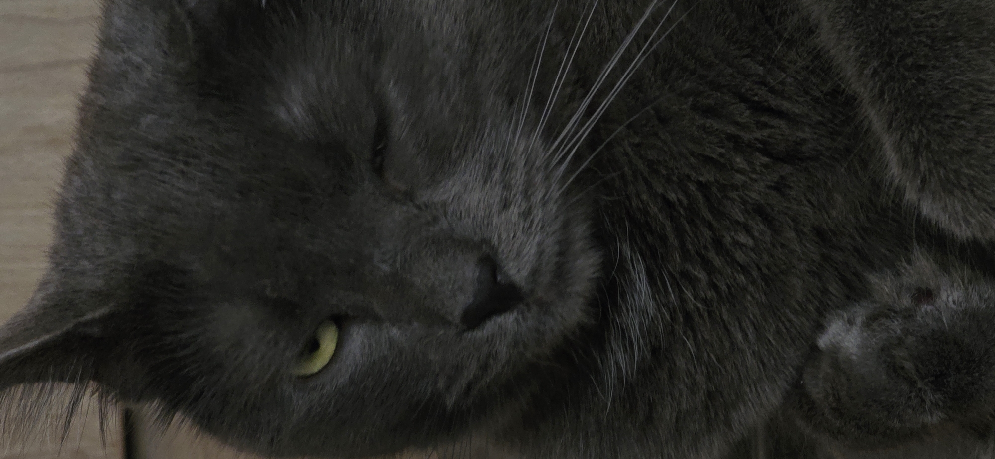 Grey cat at home in Vratsa, possibly prepping for a trip