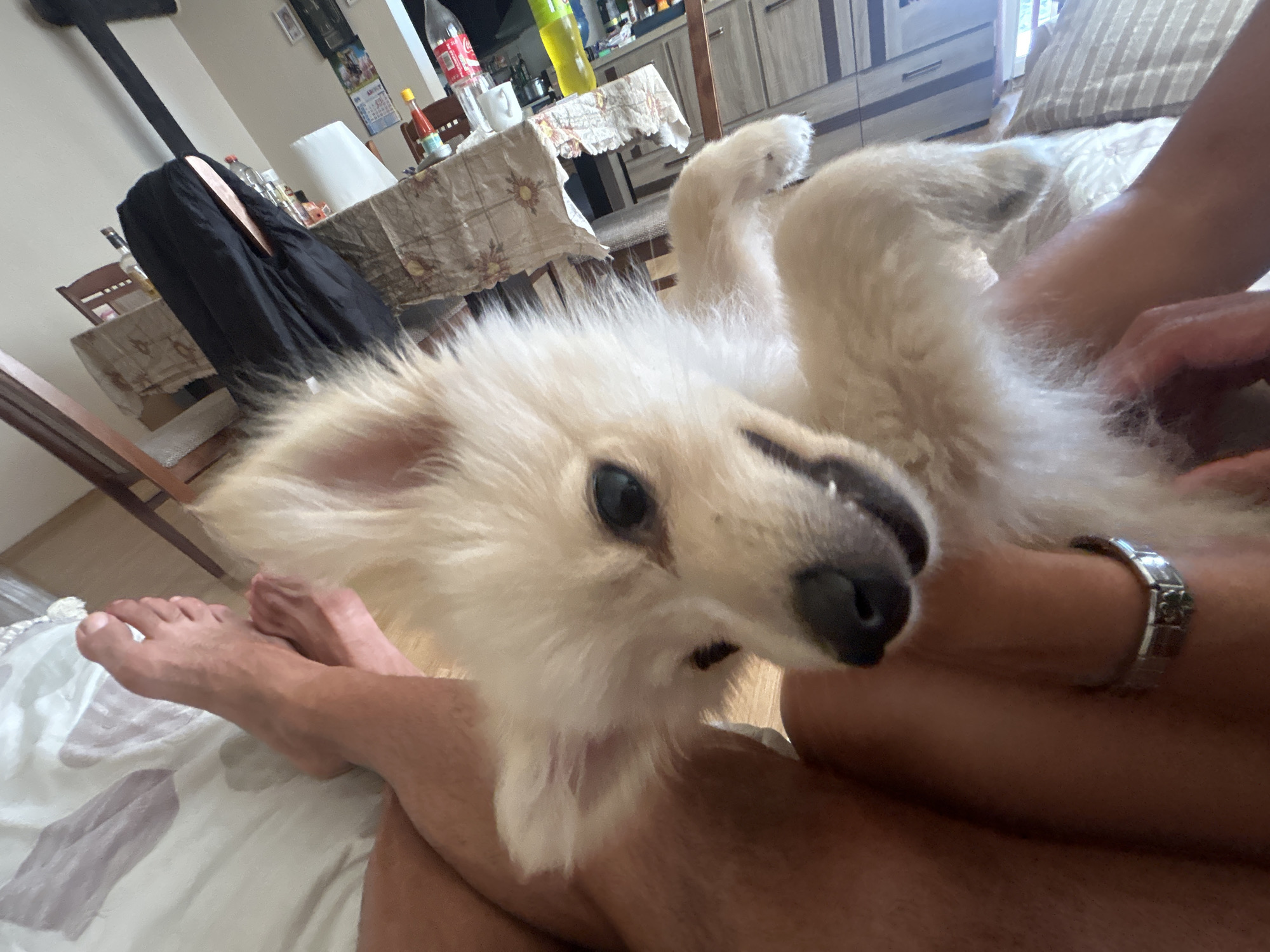 Lazy Sunday morning at home with a Pomeranian in Bulgaria