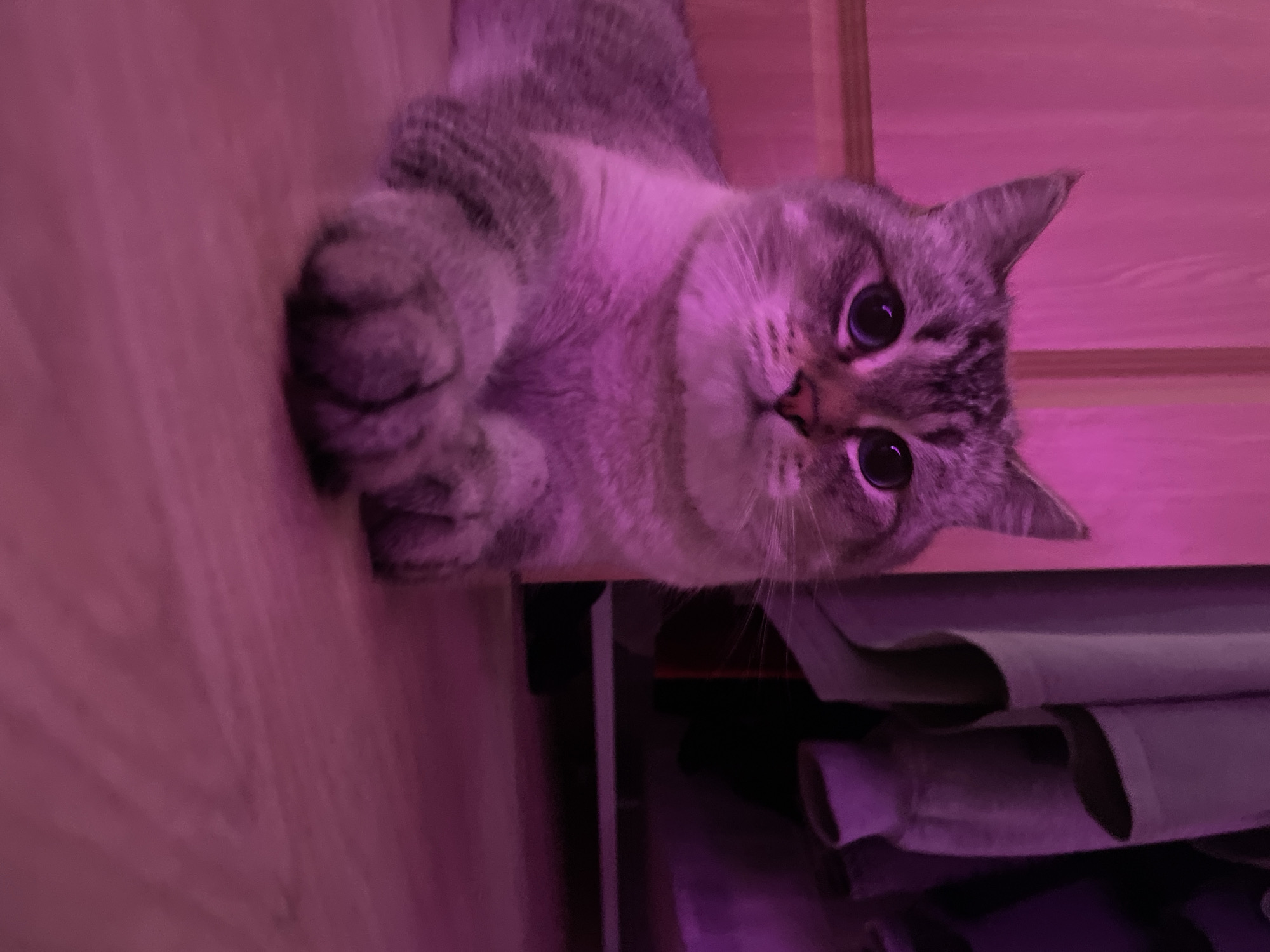 Votkinsk resident documents pets and neighborhood scenes over two hours