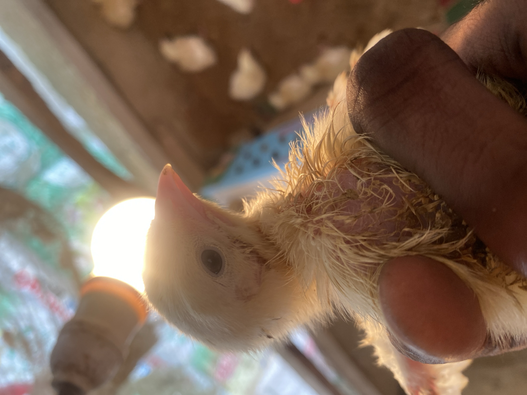 Newly hatched chicks in a small Nigerian poultry pen