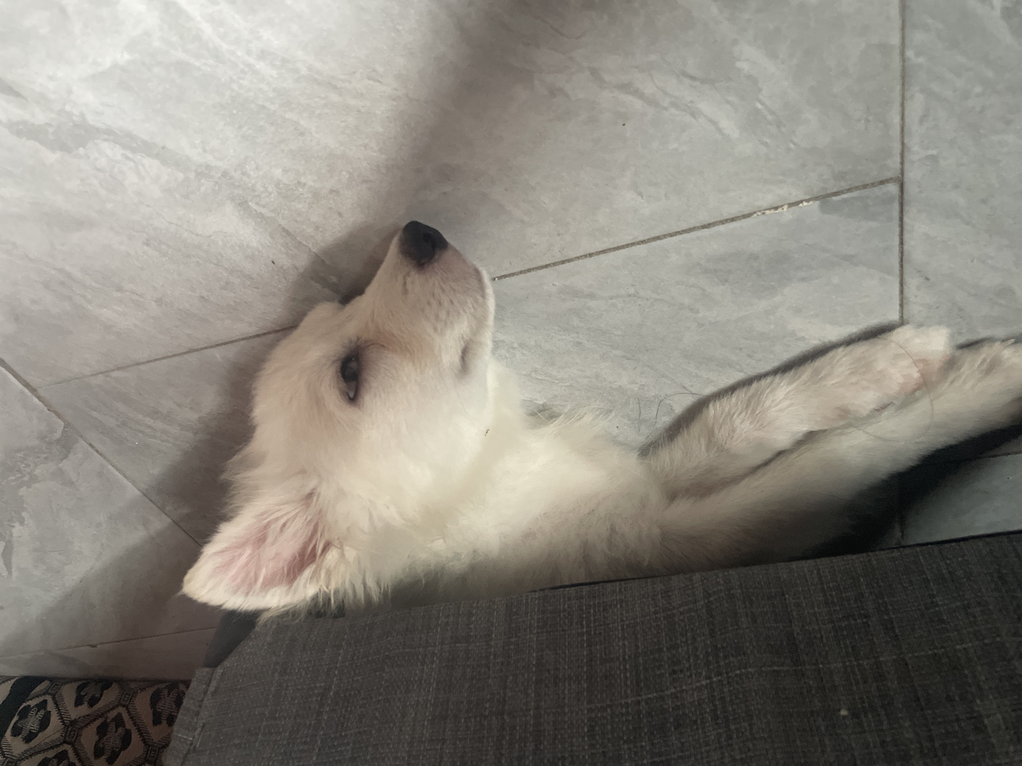 Sleepy dog indoors, razor wire and overcast skies outside in Iyafin