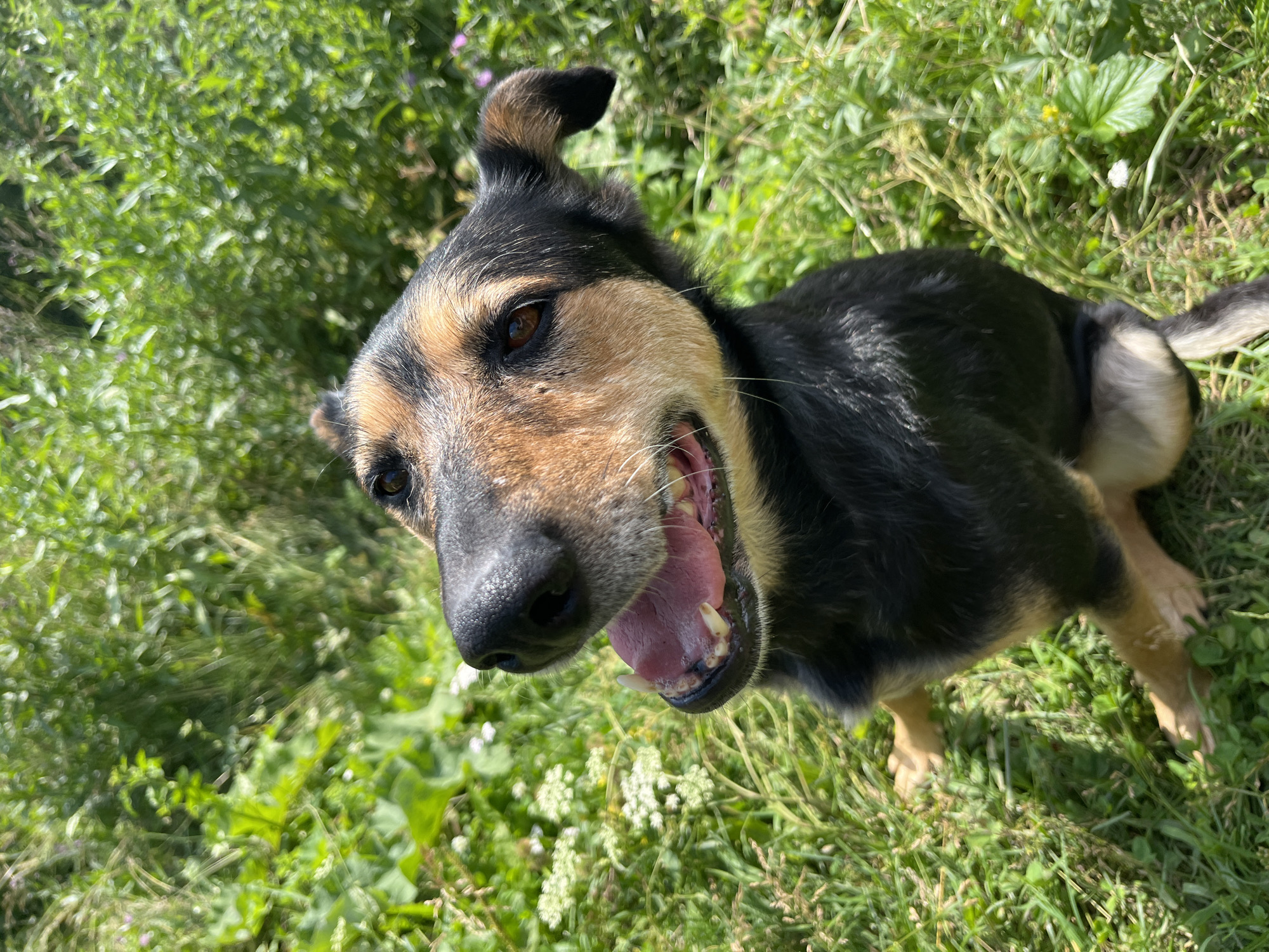 Dogs romp through wildflower meadows on a sunny Nizhny Tagil morning
