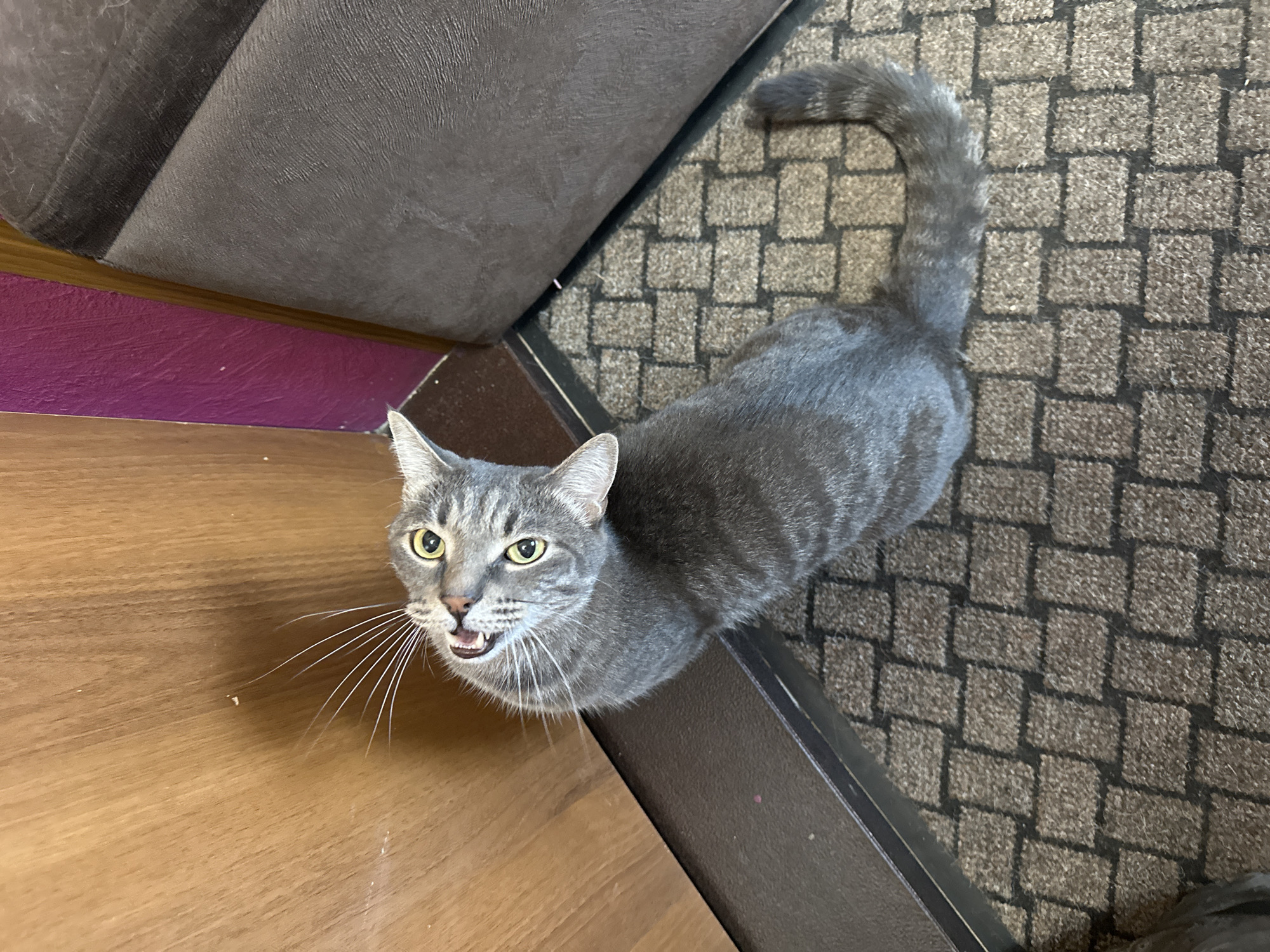 Gray tabby cat stands on doormat in Krasnoyarsk