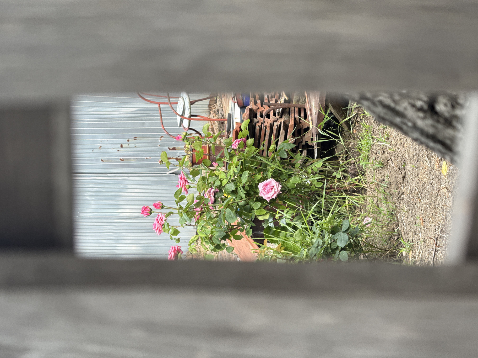 Everyday life glimpsed in Vozdovac alley, Serbia