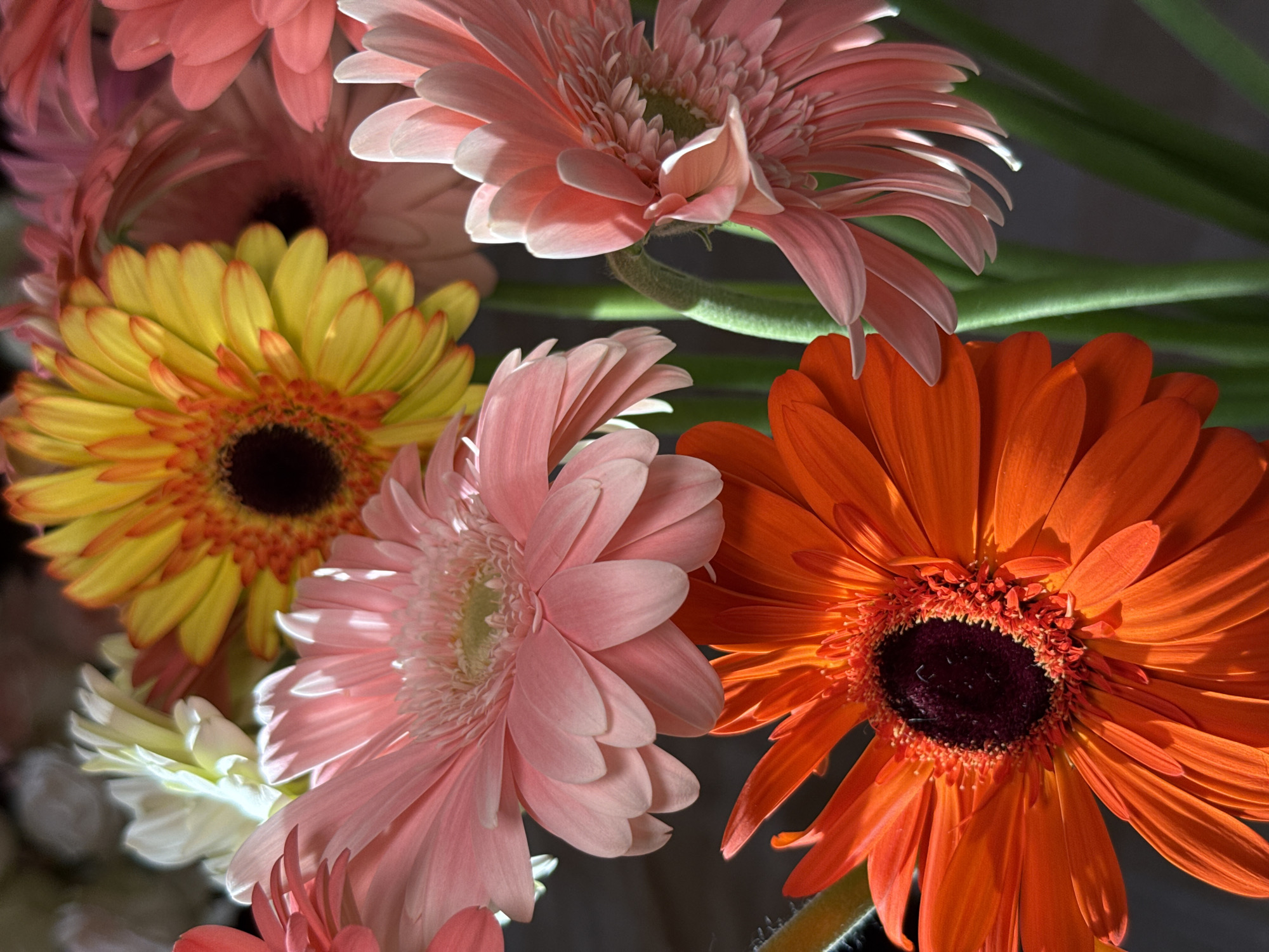 Gerbera daisies and everyday moments around Yerevan