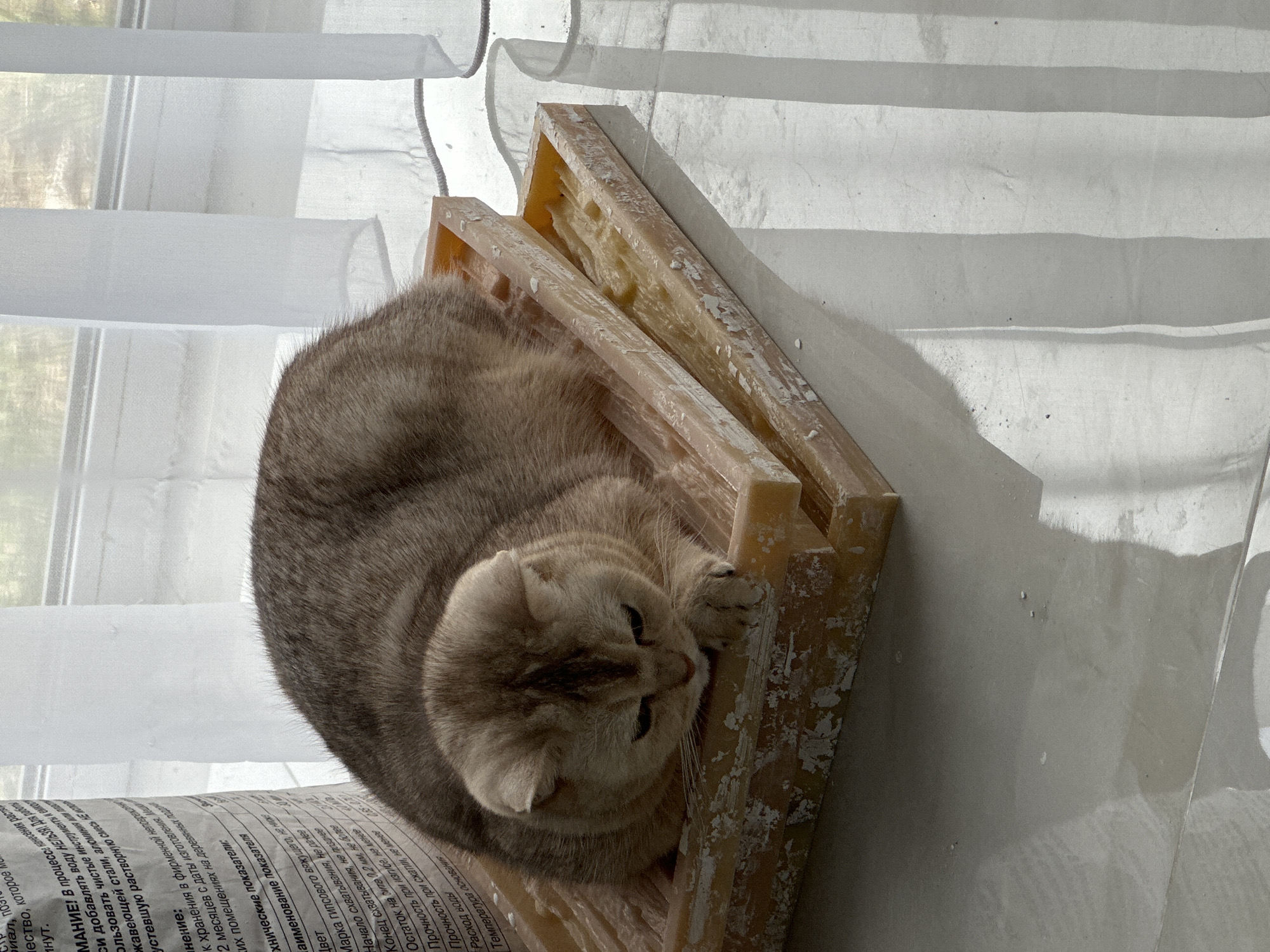 Tabby cat observed resting and grooming on tiled floor