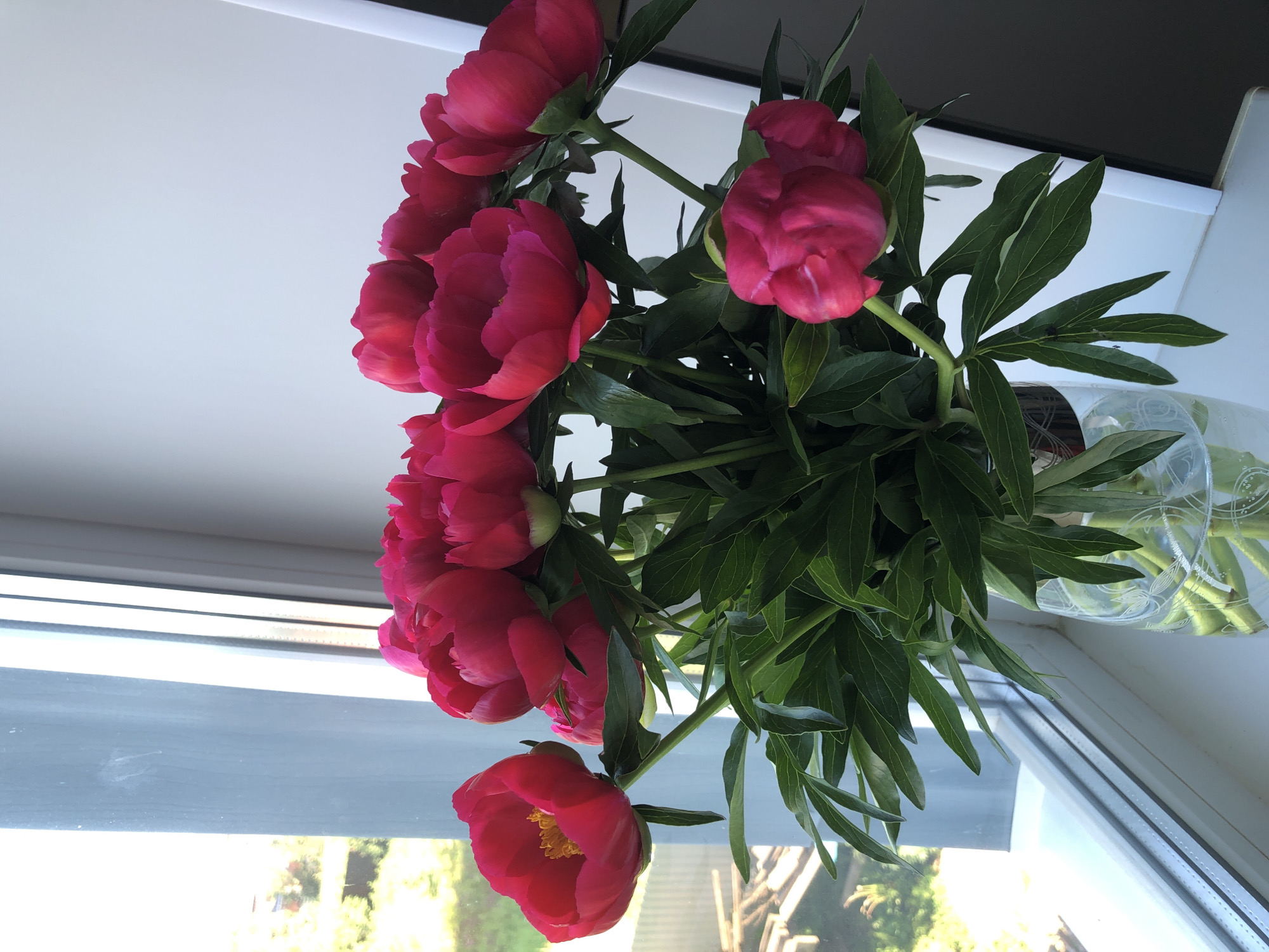 Pink peonies displayed on windowsill in Noviy, Russia